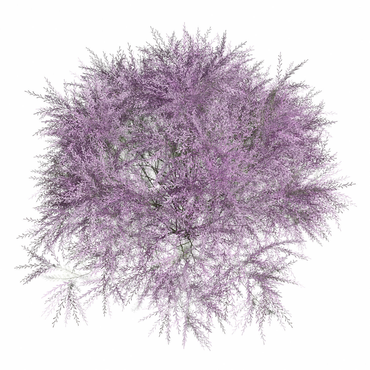 Tamarix Gallica 3D model_2