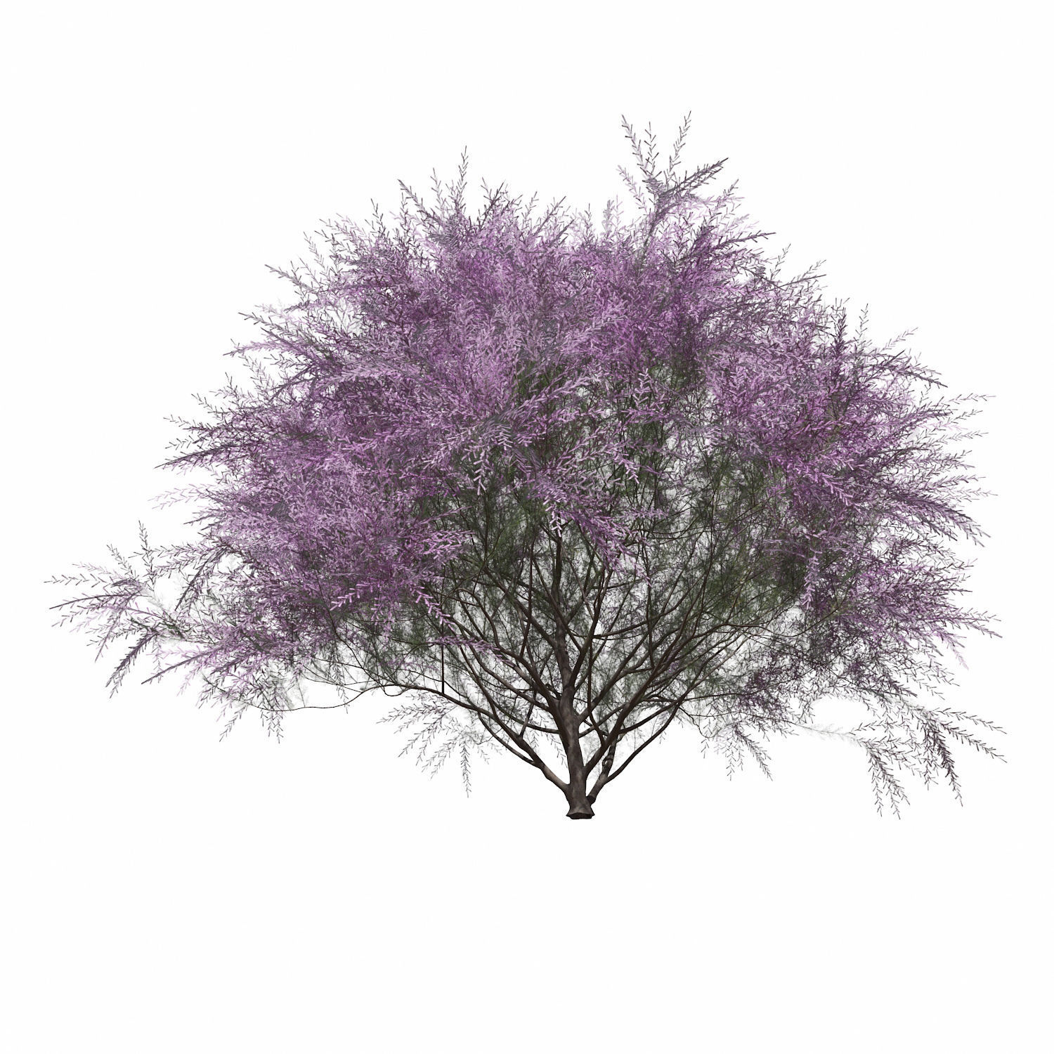 Tamarix Gallica 3D model_3