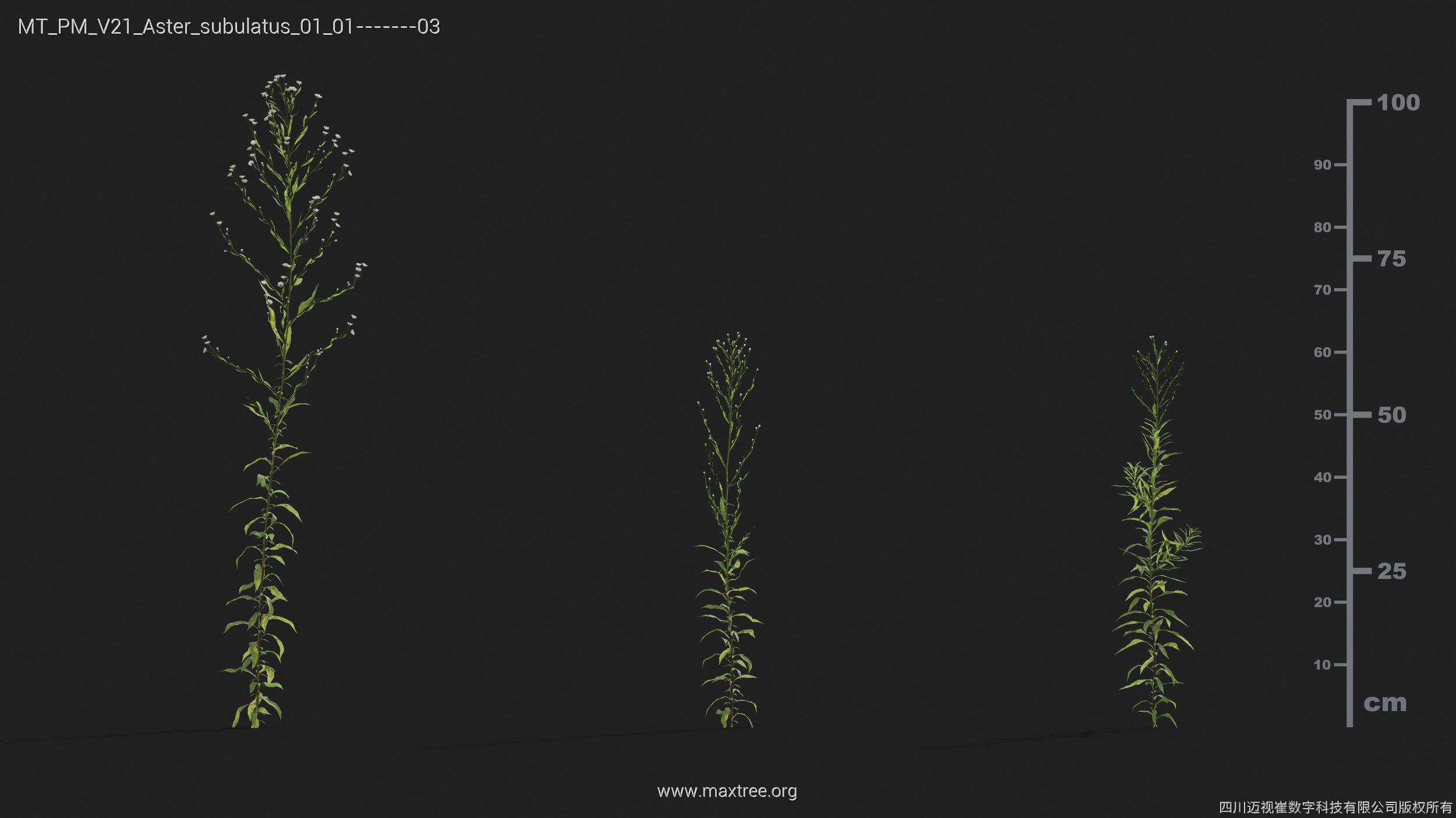 Maxtree Plant Models Vol 21 - Mesh 3D model_7