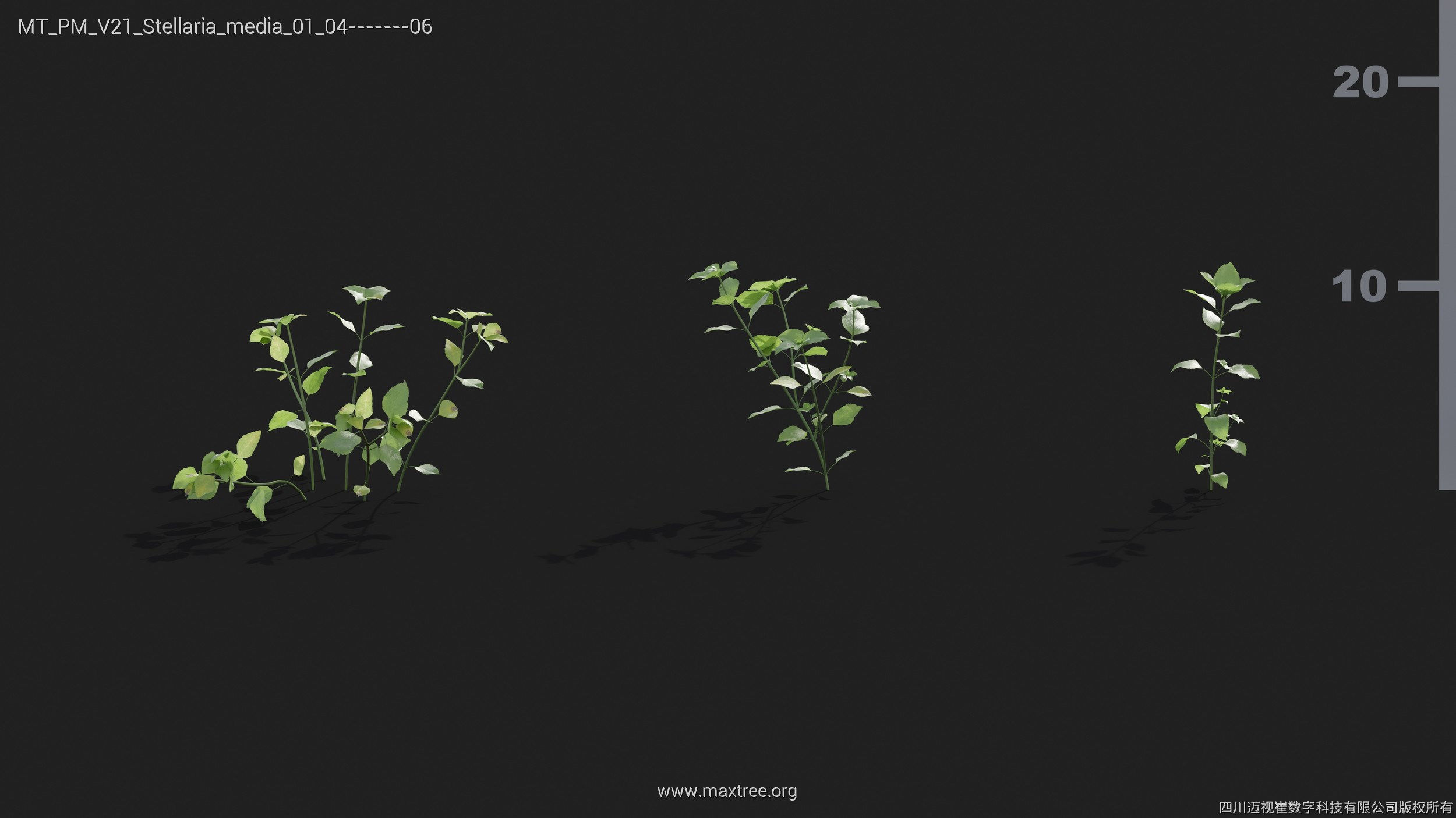 Maxtree Plant Models Vol 21 - Mesh 3D model_39