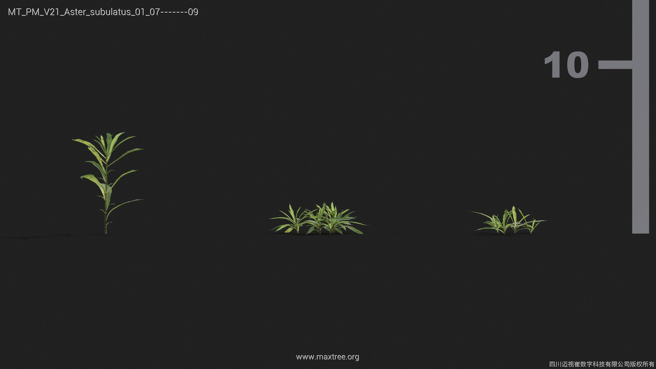 Maxtree Plant Models Vol 21 - Mesh 3D model_9