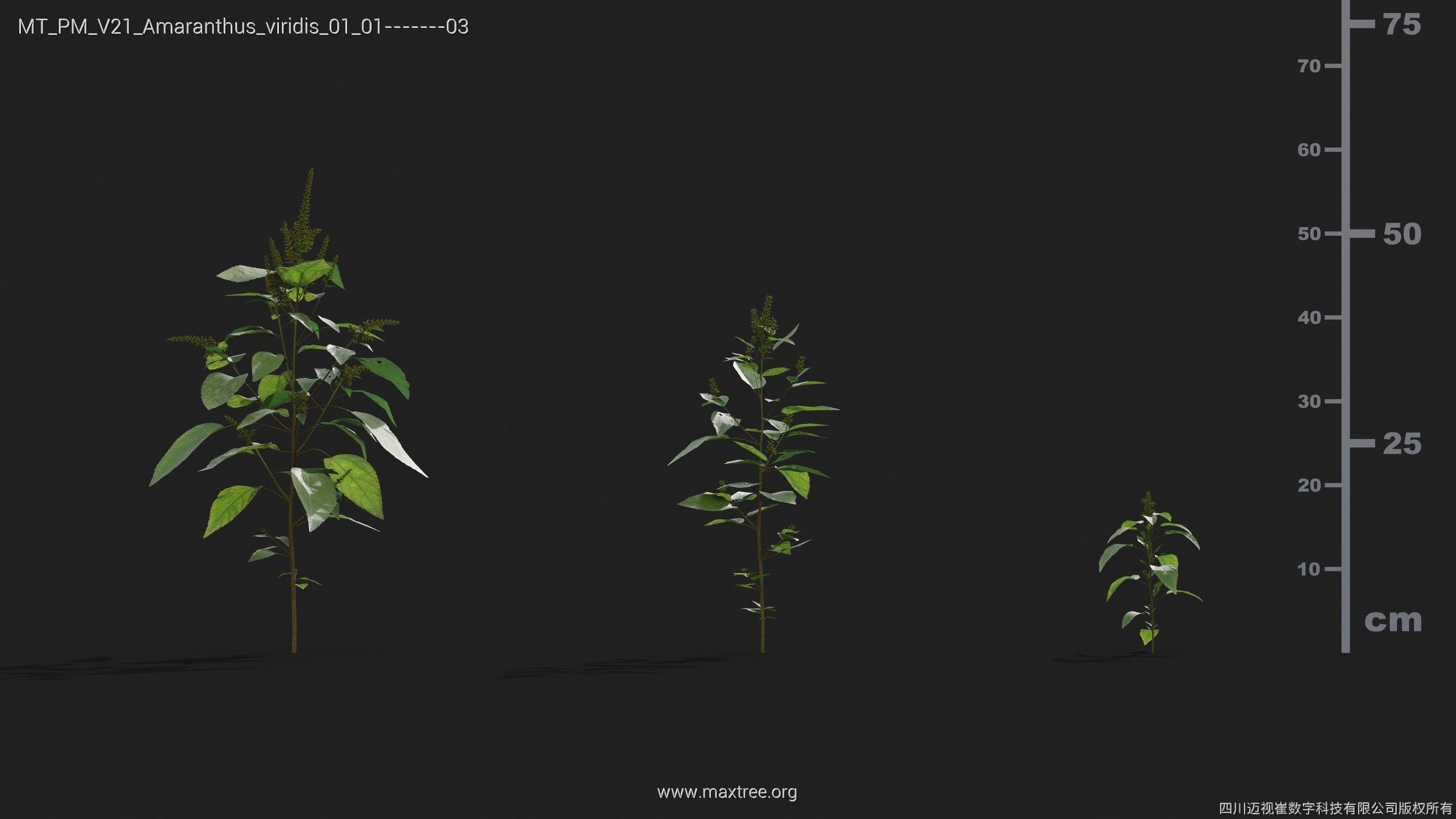 Maxtree Plant Models Vol 21 - Mesh 3D model_4