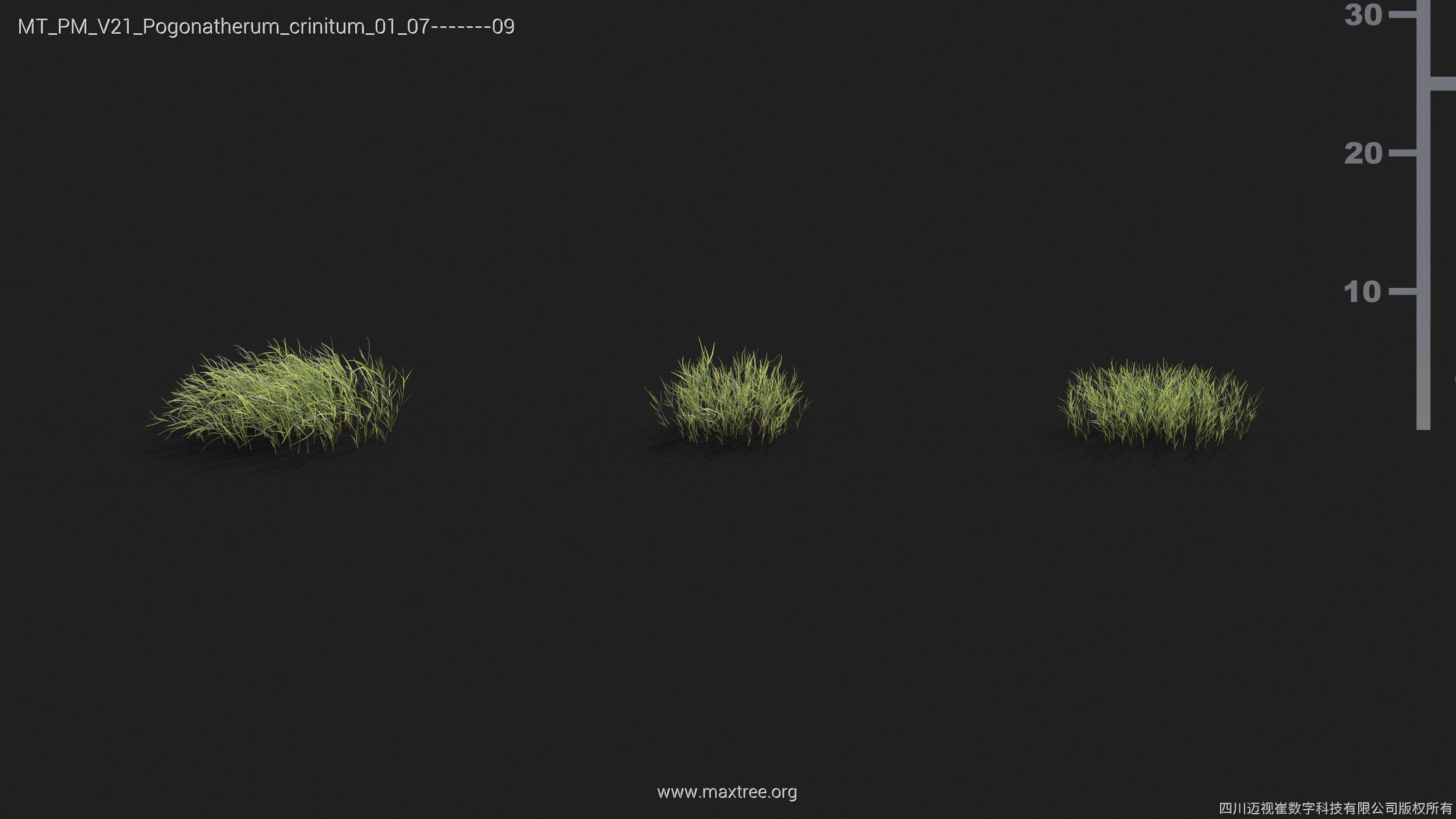 Maxtree Plant Models Vol 21 - Mesh 3D model_34