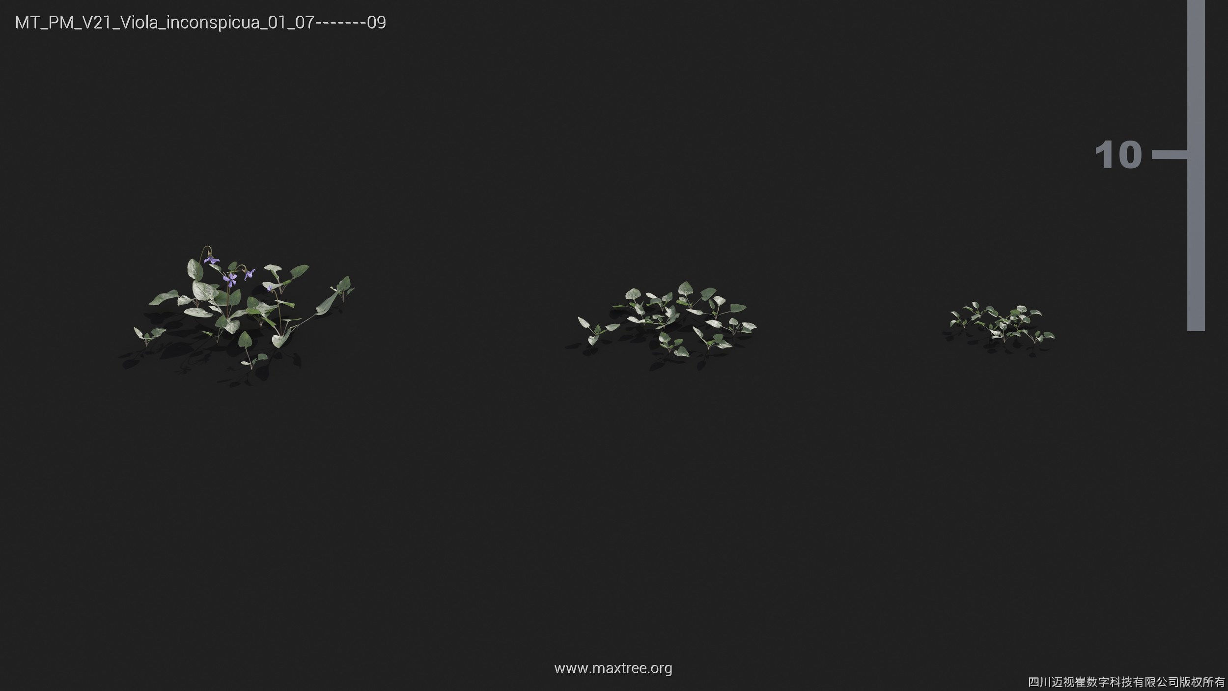 Maxtree Plant Models Vol 21 - Mesh 3D model_43
