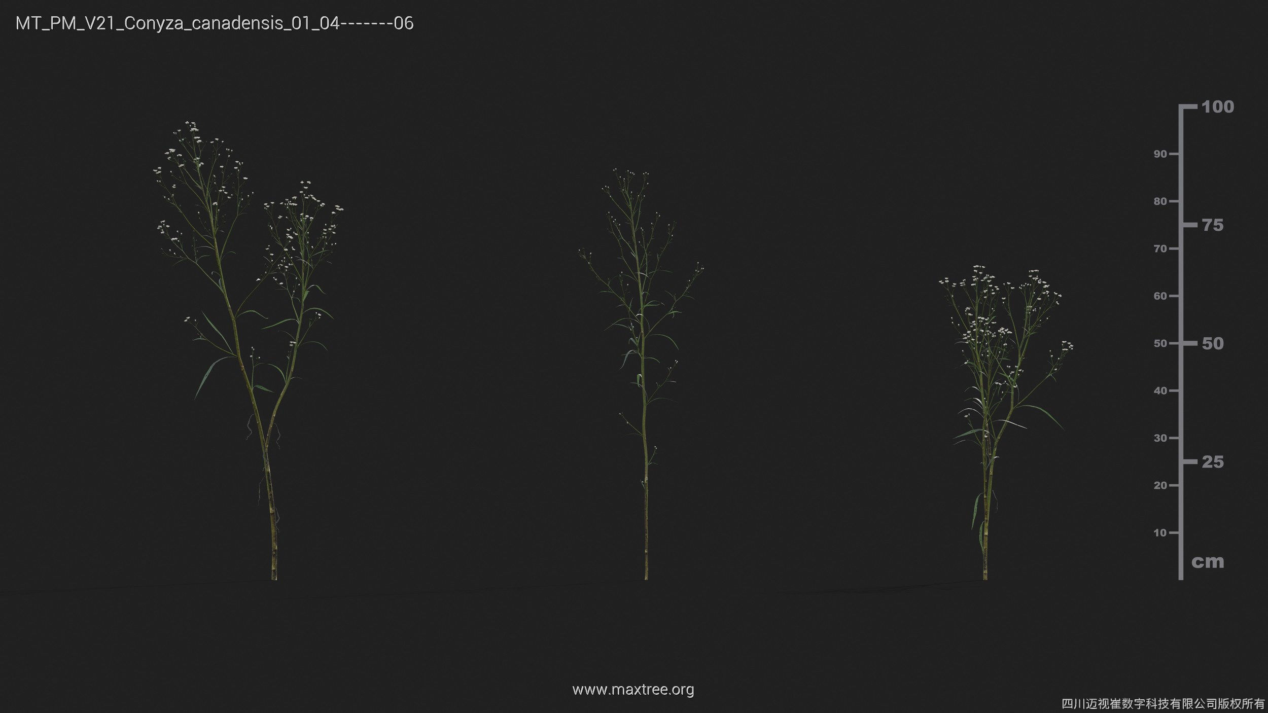 Maxtree Plant Models Vol 21 - Mesh 3D model_11