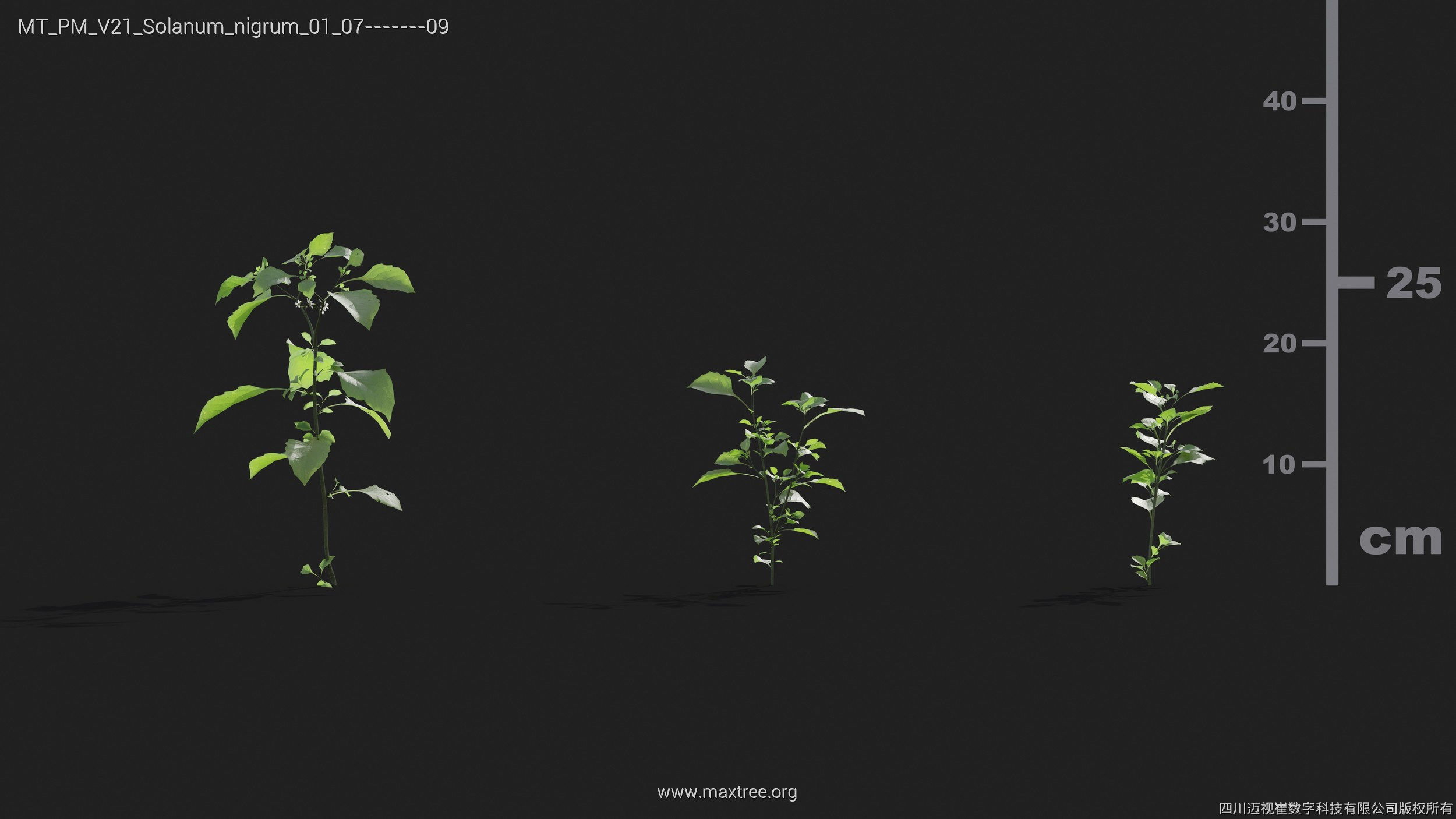 Maxtree Plant Models Vol 21 - Mesh 3D model_37