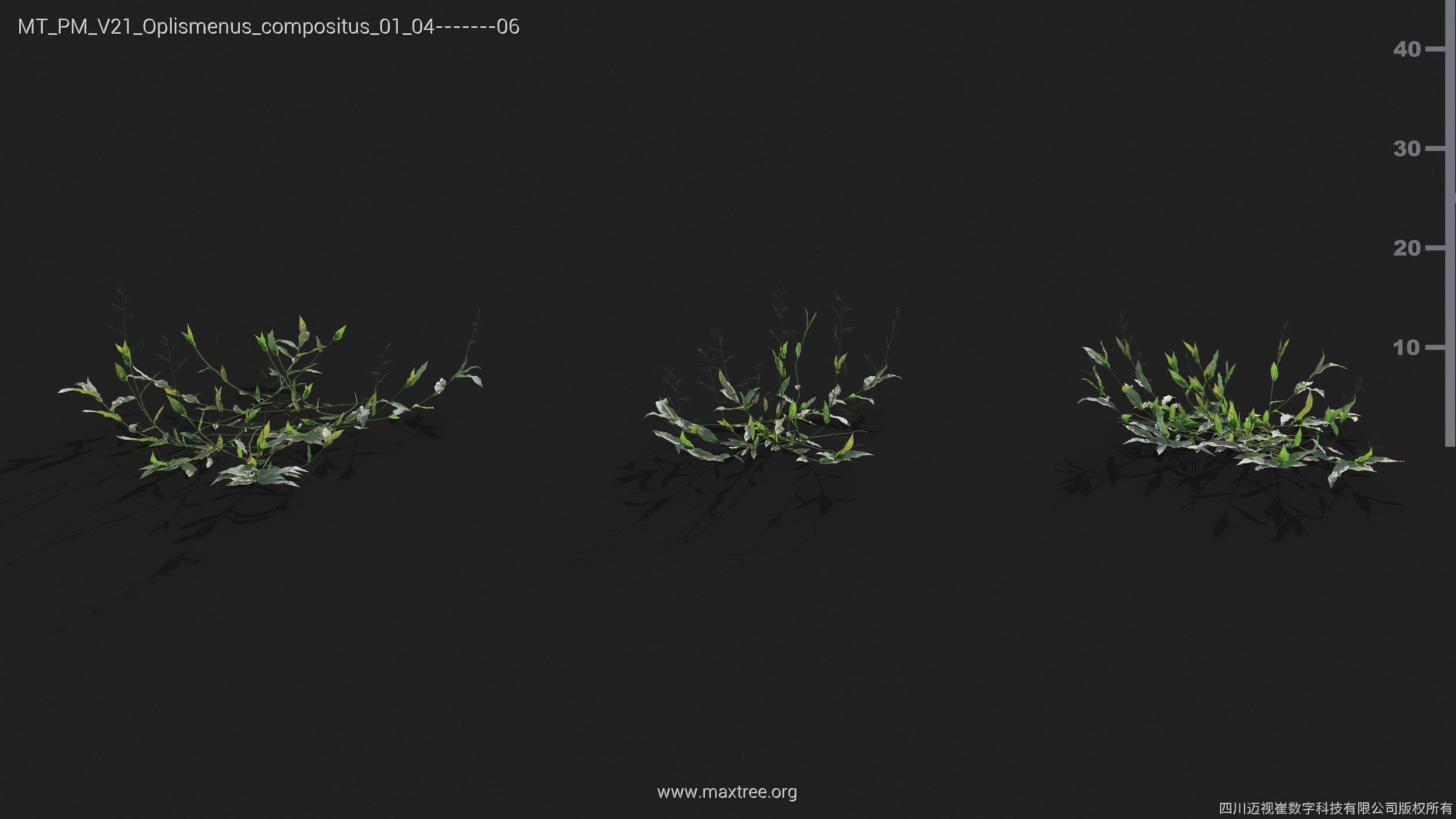 Maxtree Plant Models Vol 21 - Mesh 3D model_27