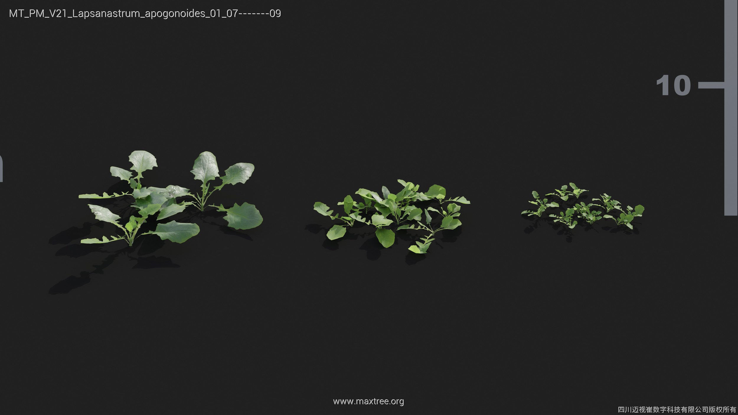 Maxtree Plant Models Vol 21 - Mesh 3D model_25