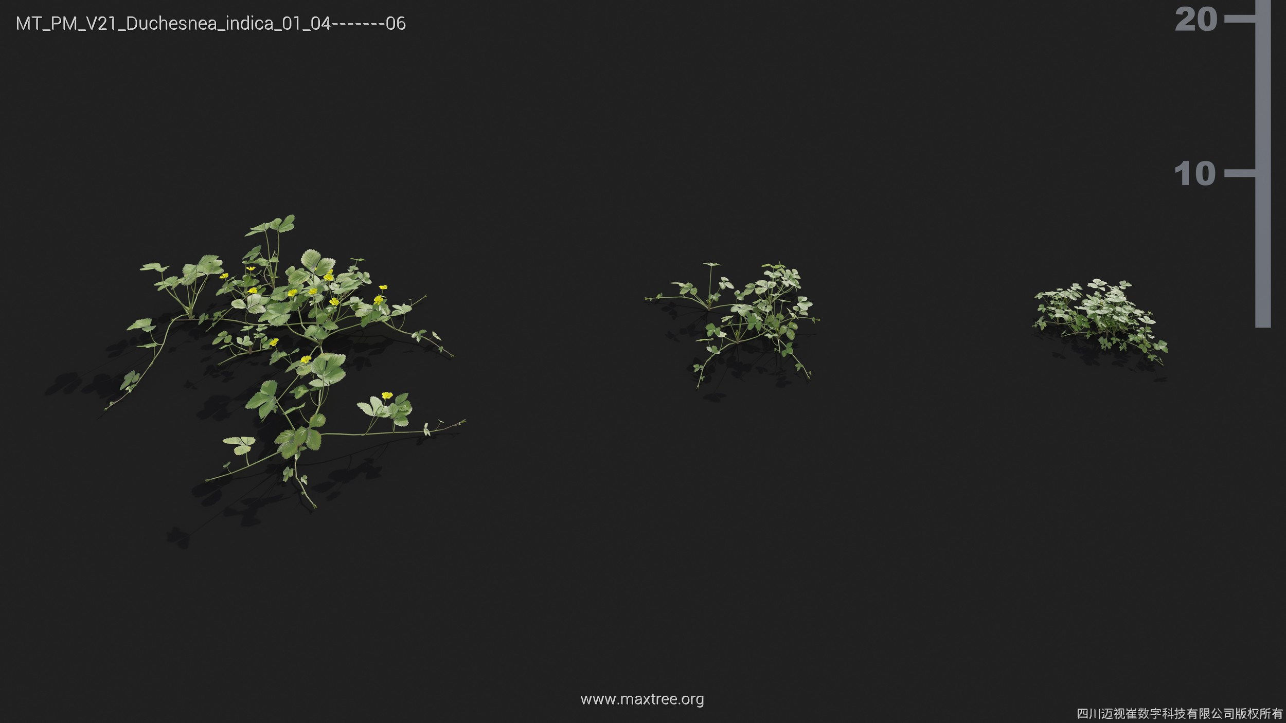 Maxtree Plant Models Vol 21 - Mesh 3D model_18