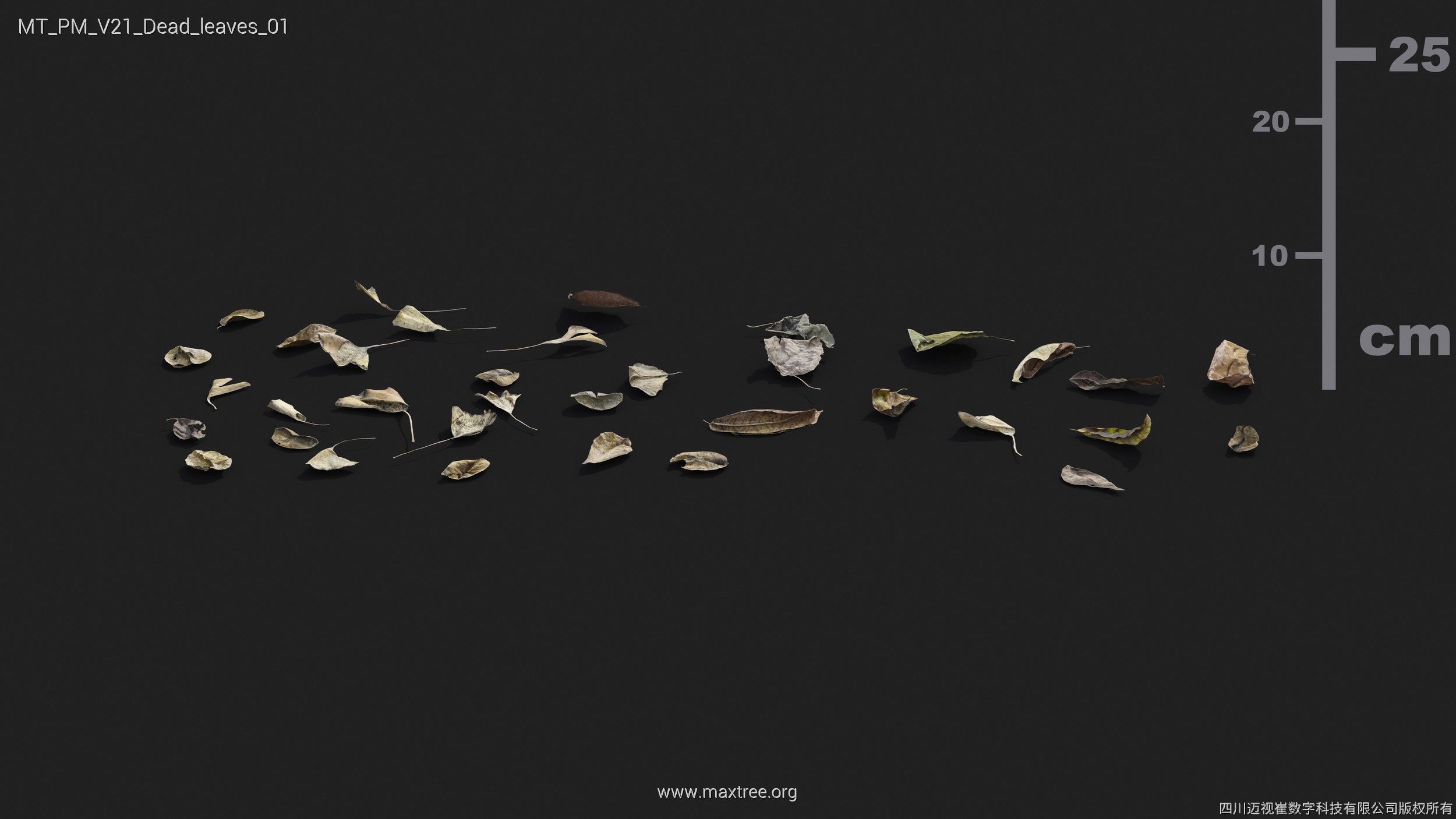 Maxtree Plant Models Vol 21 - Mesh 3D model_13