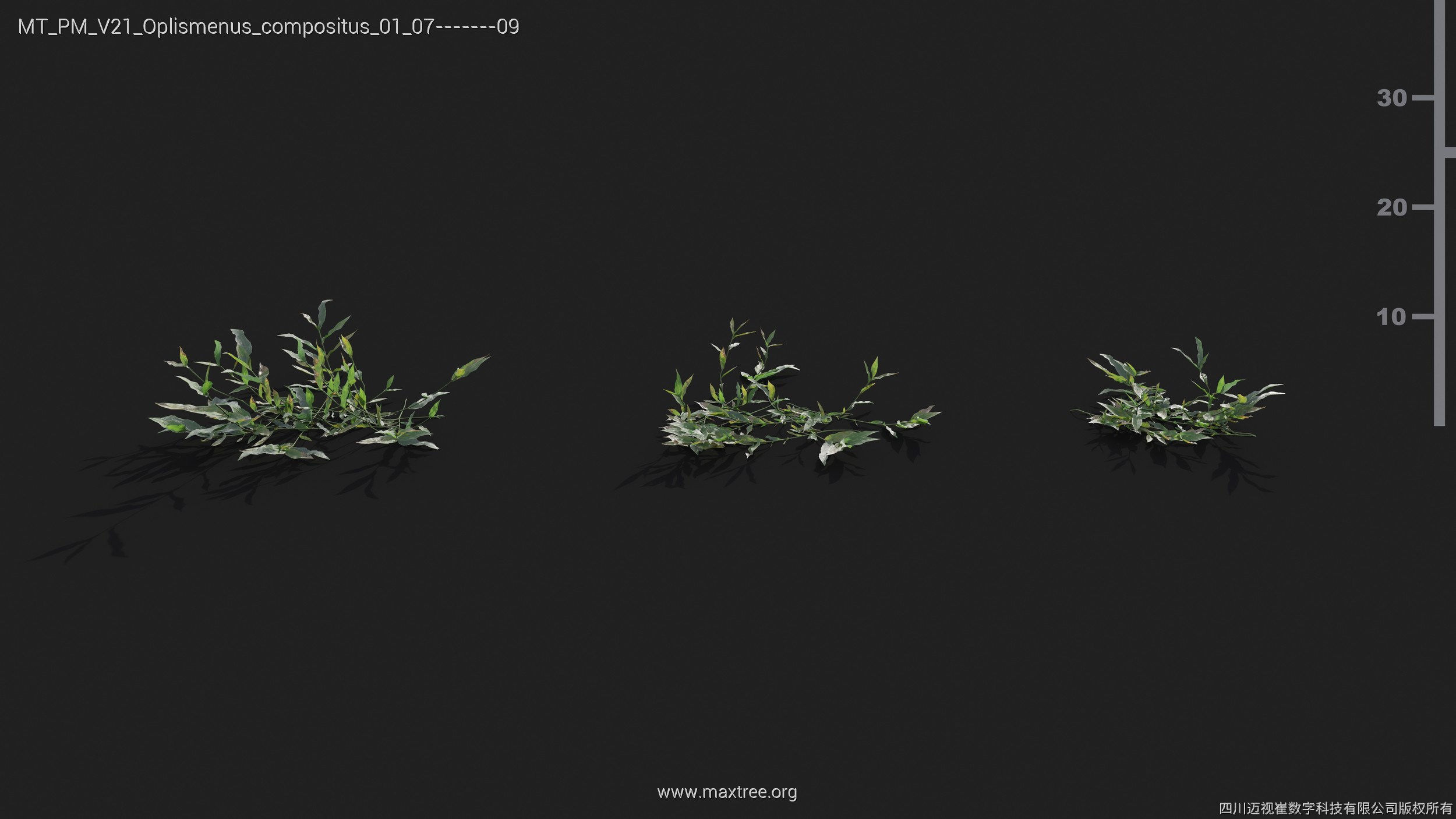 Maxtree Plant Models Vol 21 - Mesh 3D model_28
