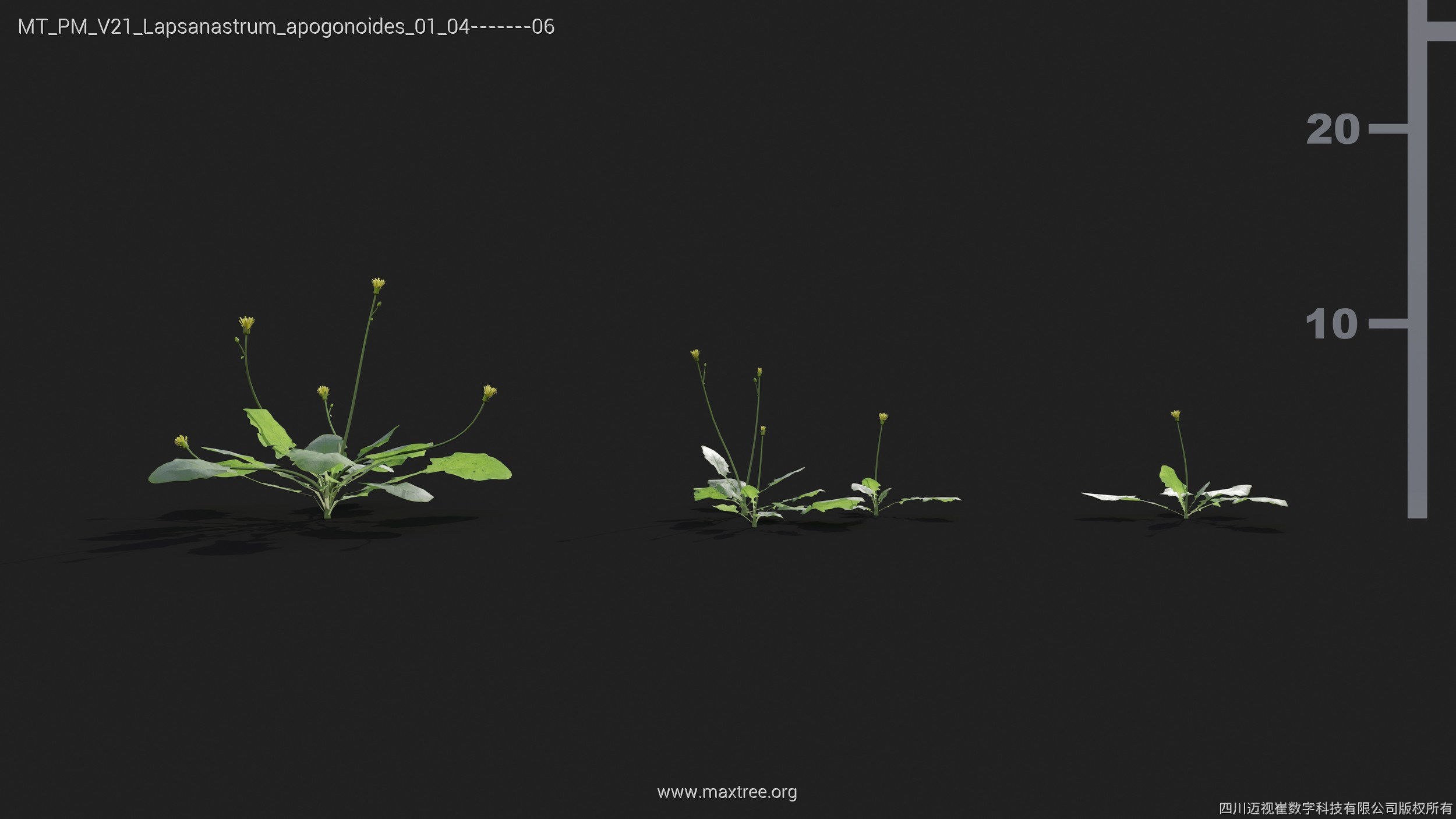 Maxtree Plant Models Vol 21 - Mesh 3D model_24