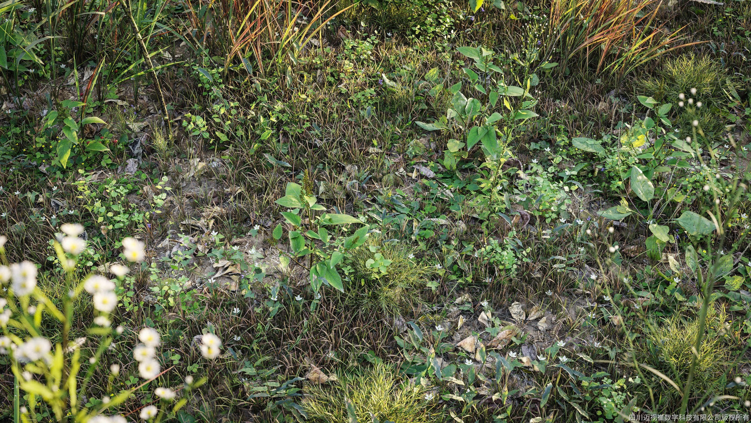 Maxtree Plant Models Vol 21 - Mesh 3D model_2