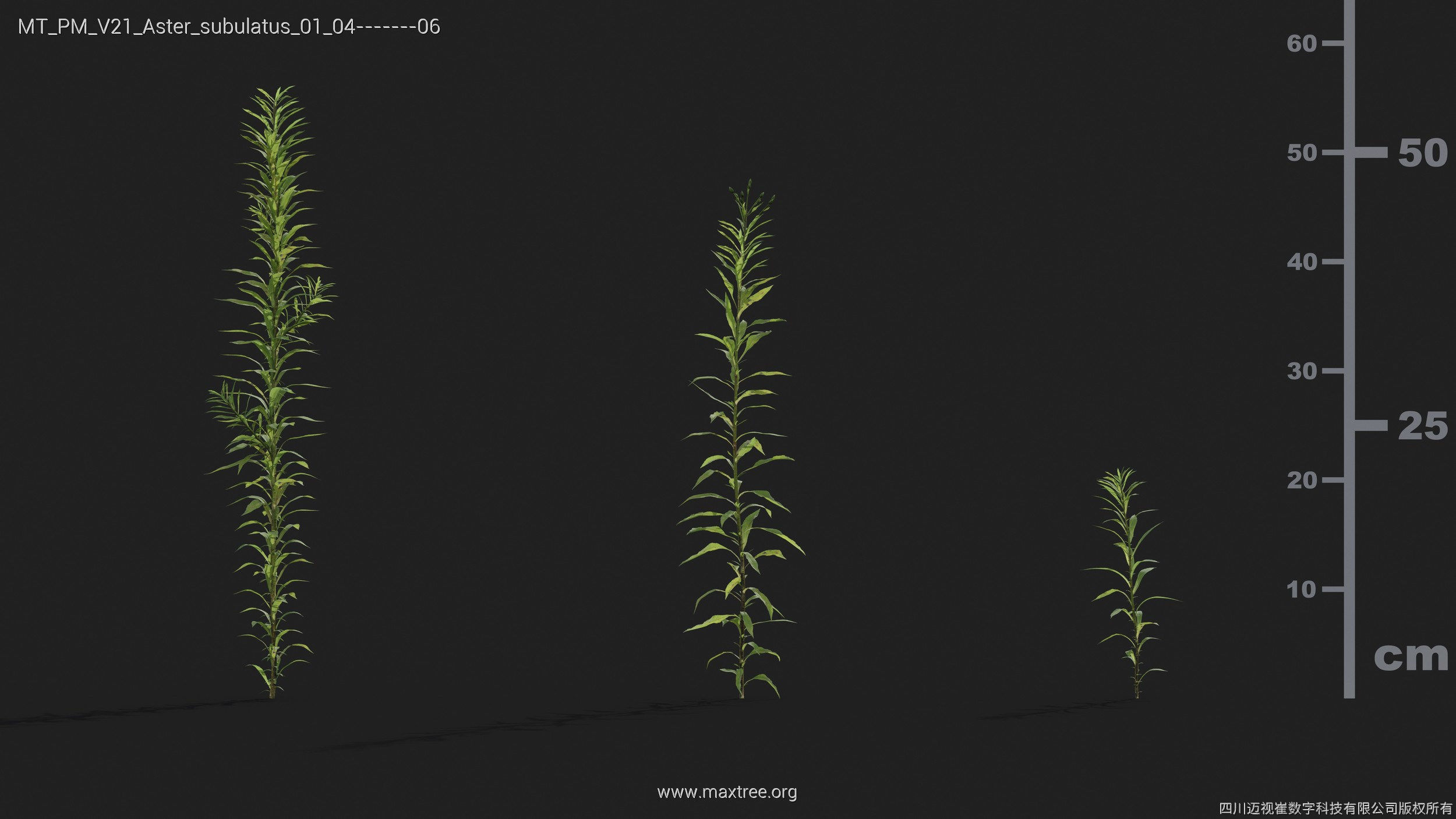 Maxtree Plant Models Vol 21 - Mesh 3D model_8