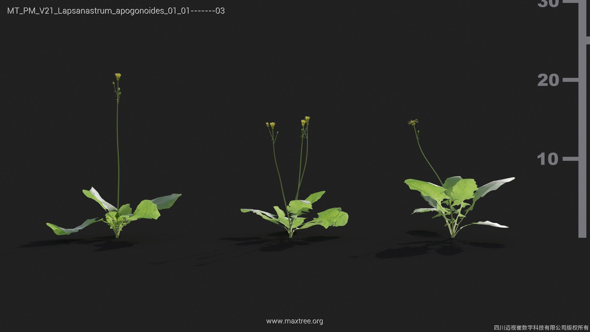 Maxtree Plant Models Vol 21 - Mesh 3D model_23