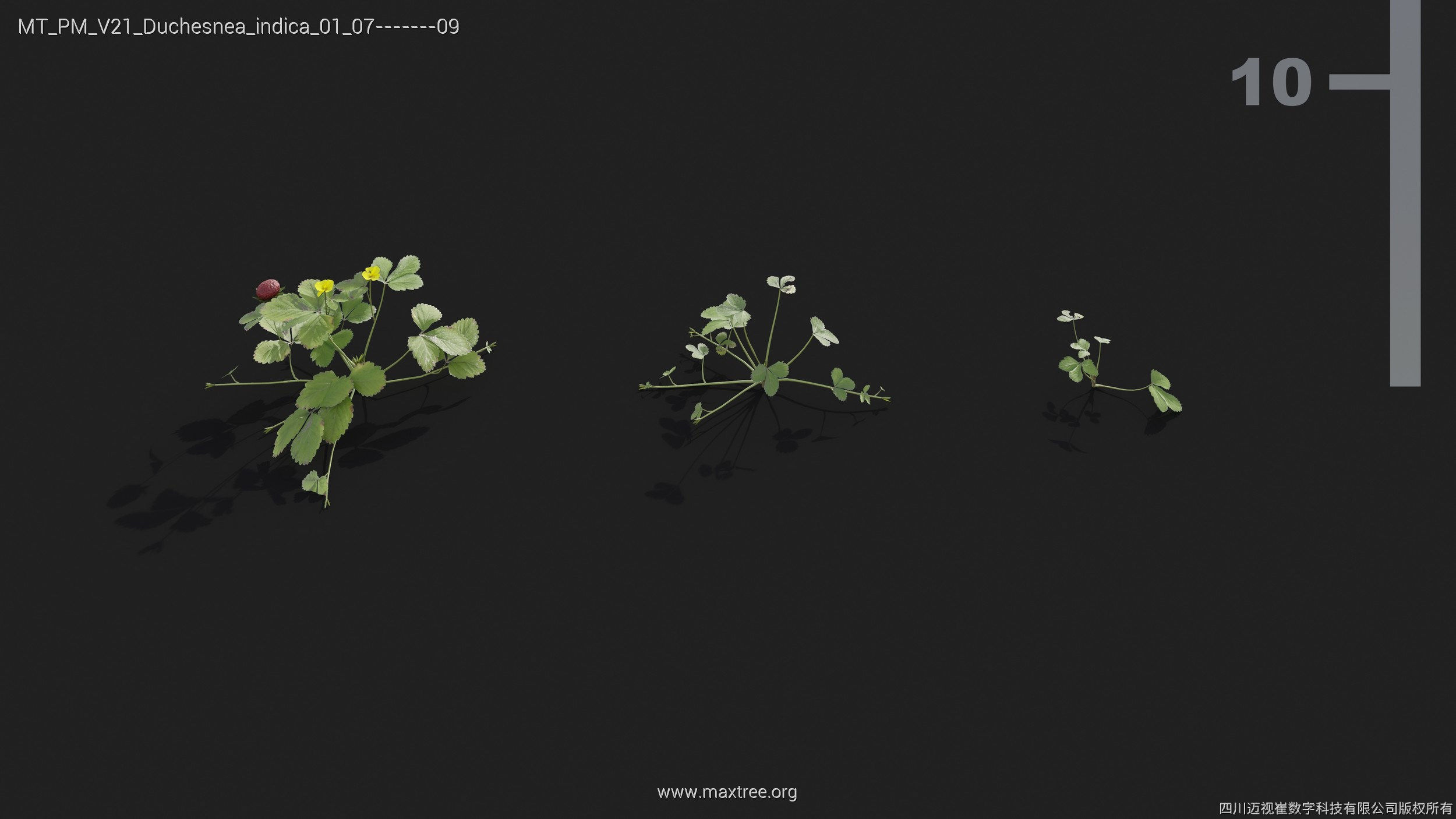 Maxtree Plant Models Vol 21 - Mesh 3D model_19