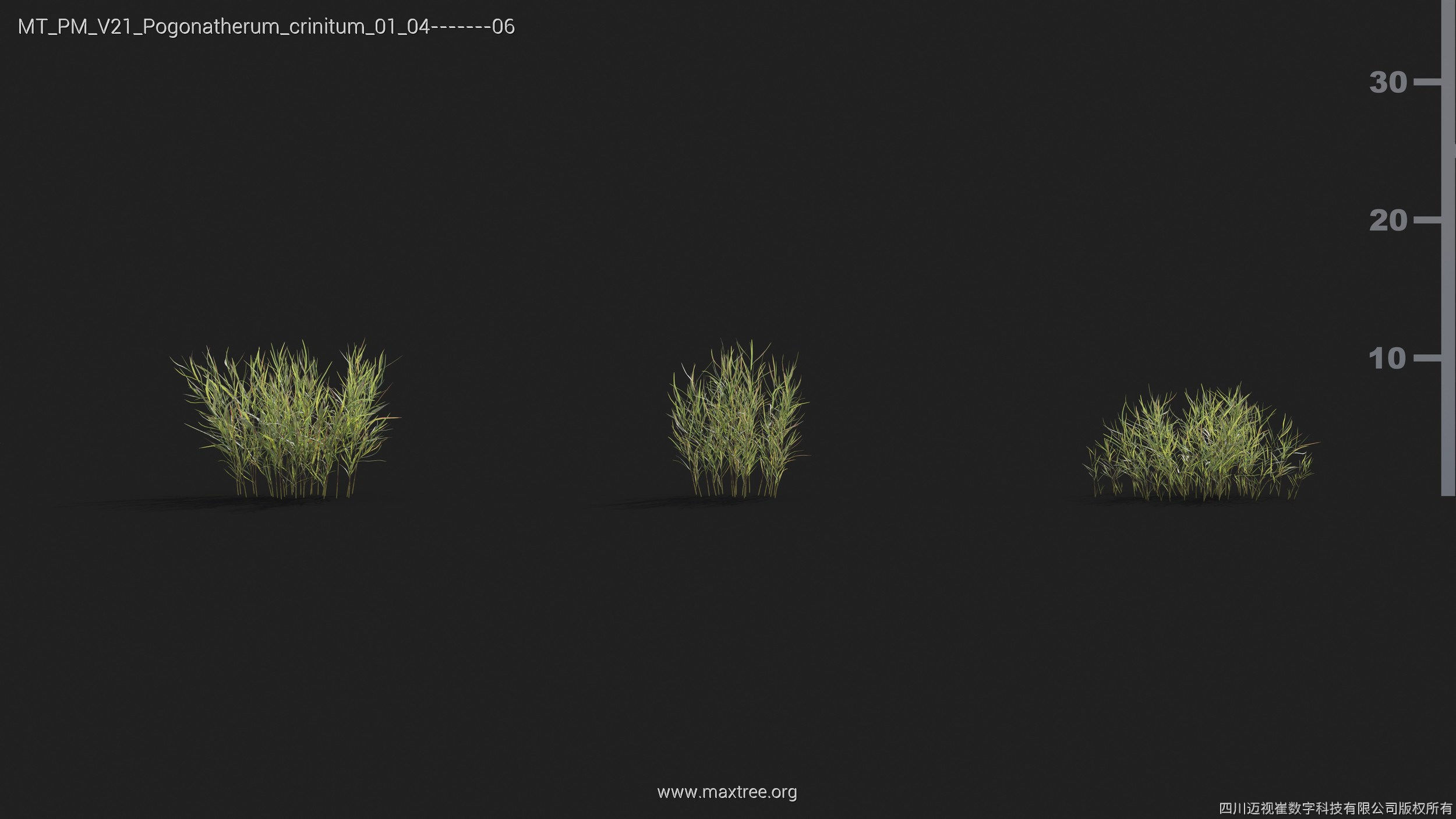 Maxtree Plant Models Vol 21 - Mesh 3D model_33