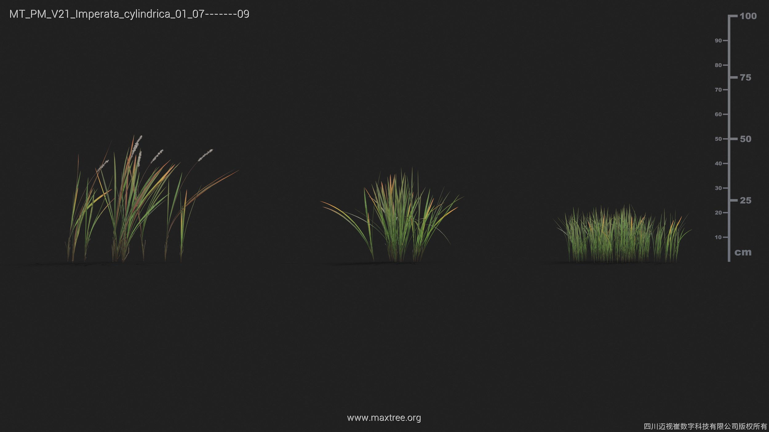 Maxtree Plant Models Vol 21 - Mesh 3D model_22
