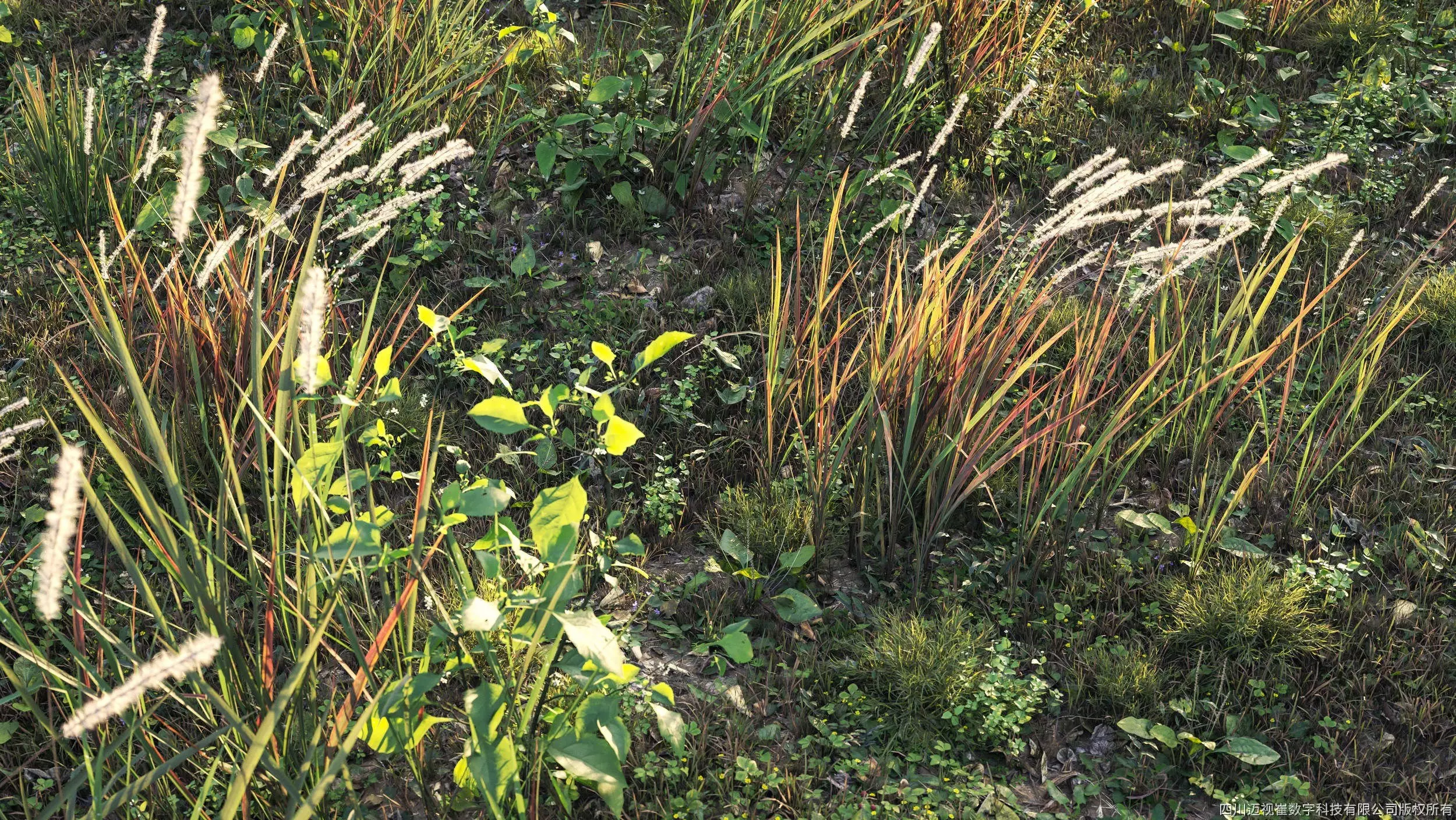 Maxtree Plant Models Vol 21 - Mesh 3D model_0