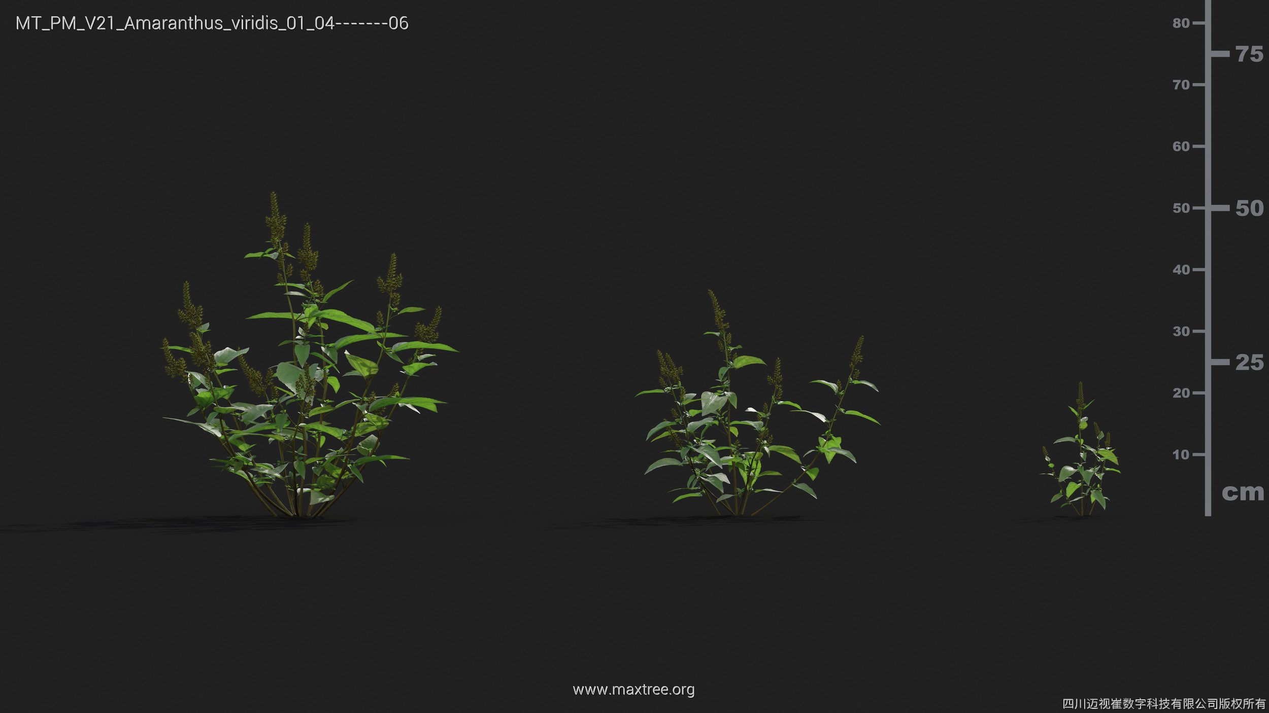 Maxtree Plant Models Vol 21 - Mesh 3D model_5