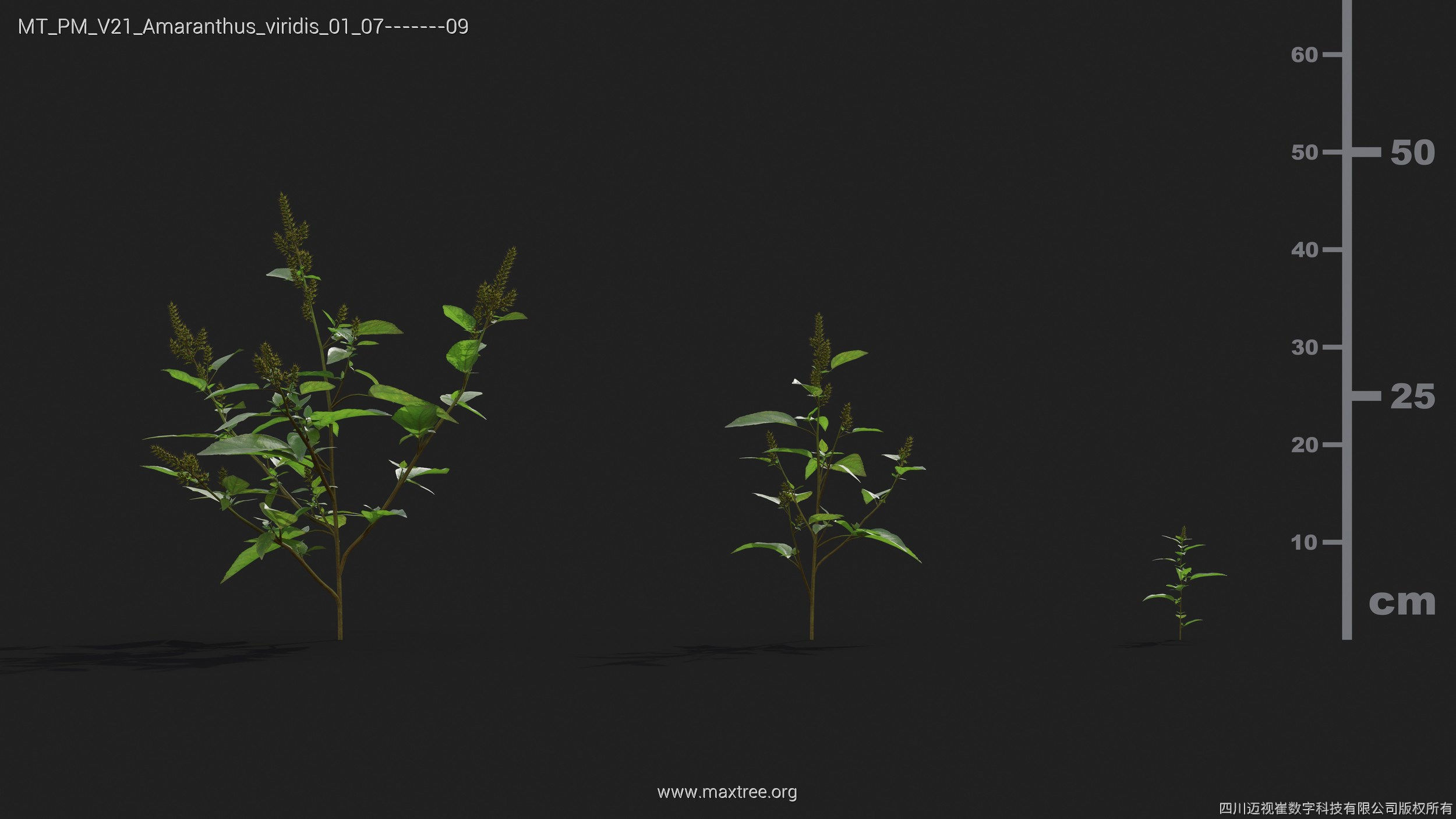 Maxtree Plant Models Vol 21 - Mesh 3D model_6