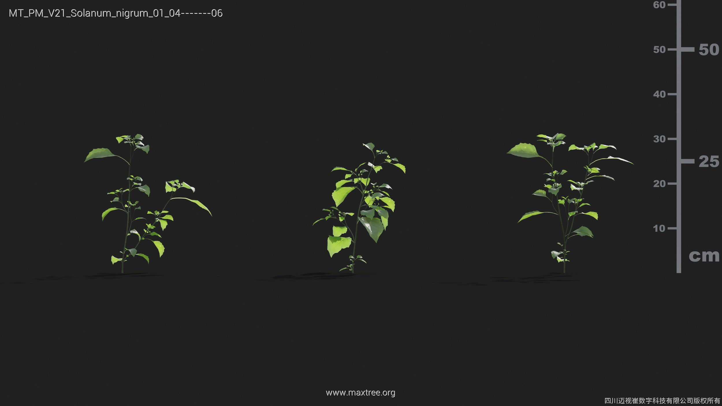 Maxtree Plant Models Vol 21 - Mesh 3D model_36