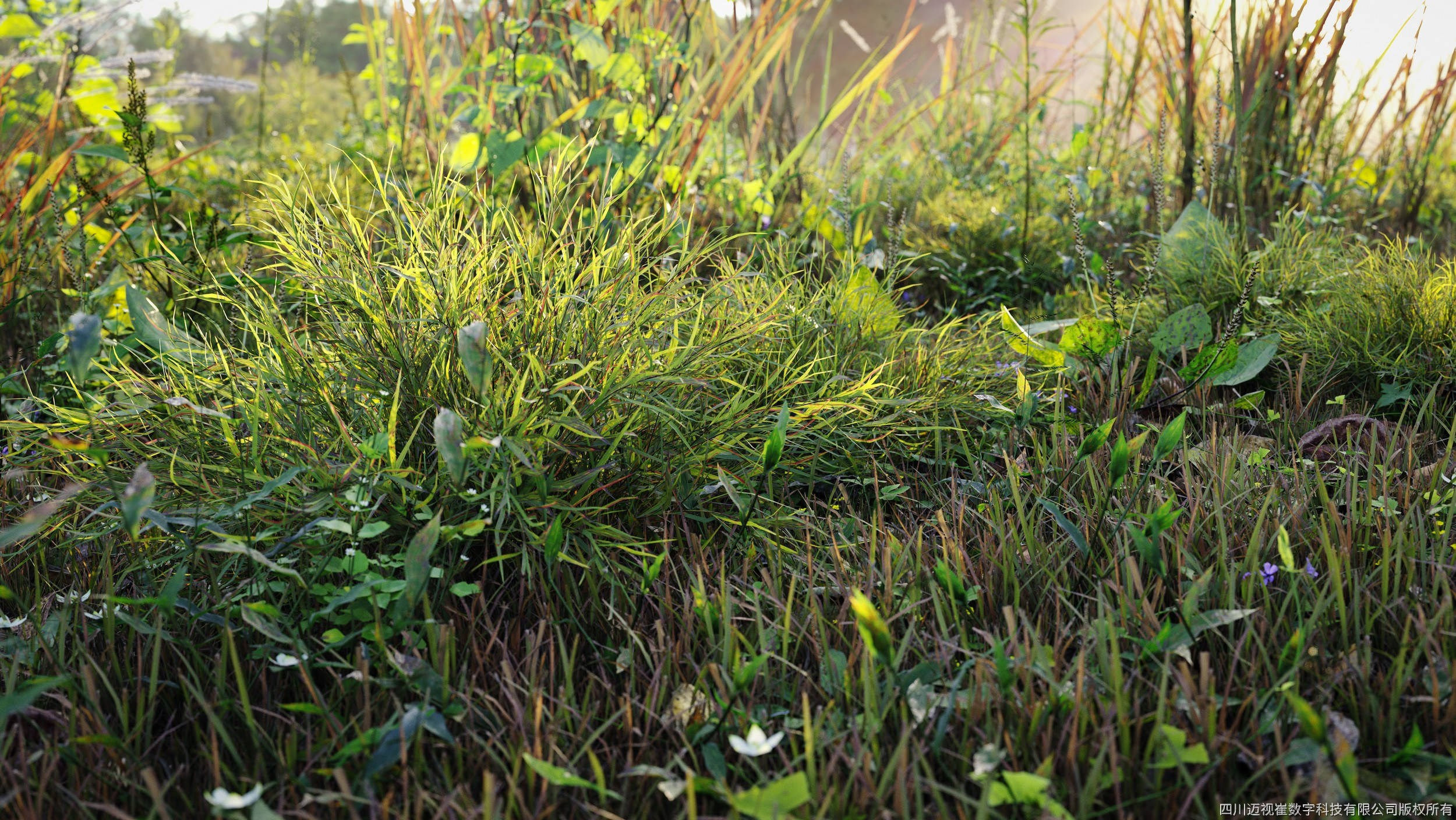 Maxtree Plant Models Vol 21 - Mesh 3D model_1