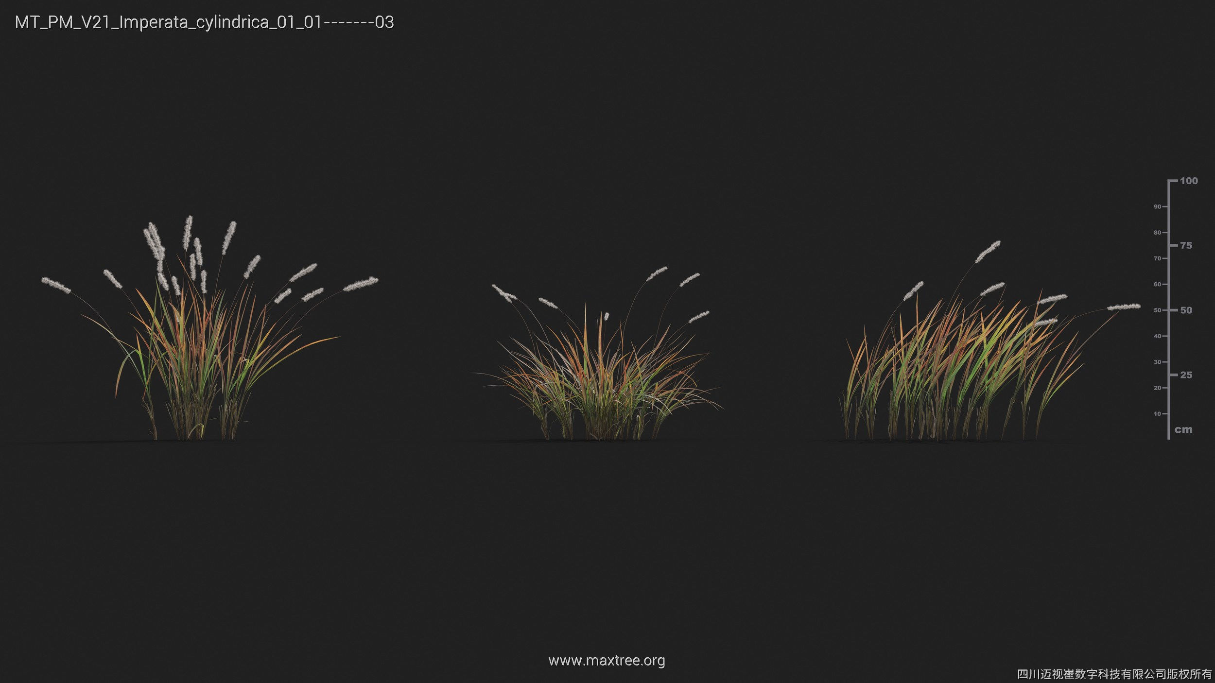 Maxtree Plant Models Vol 21 - Mesh 3D model_20