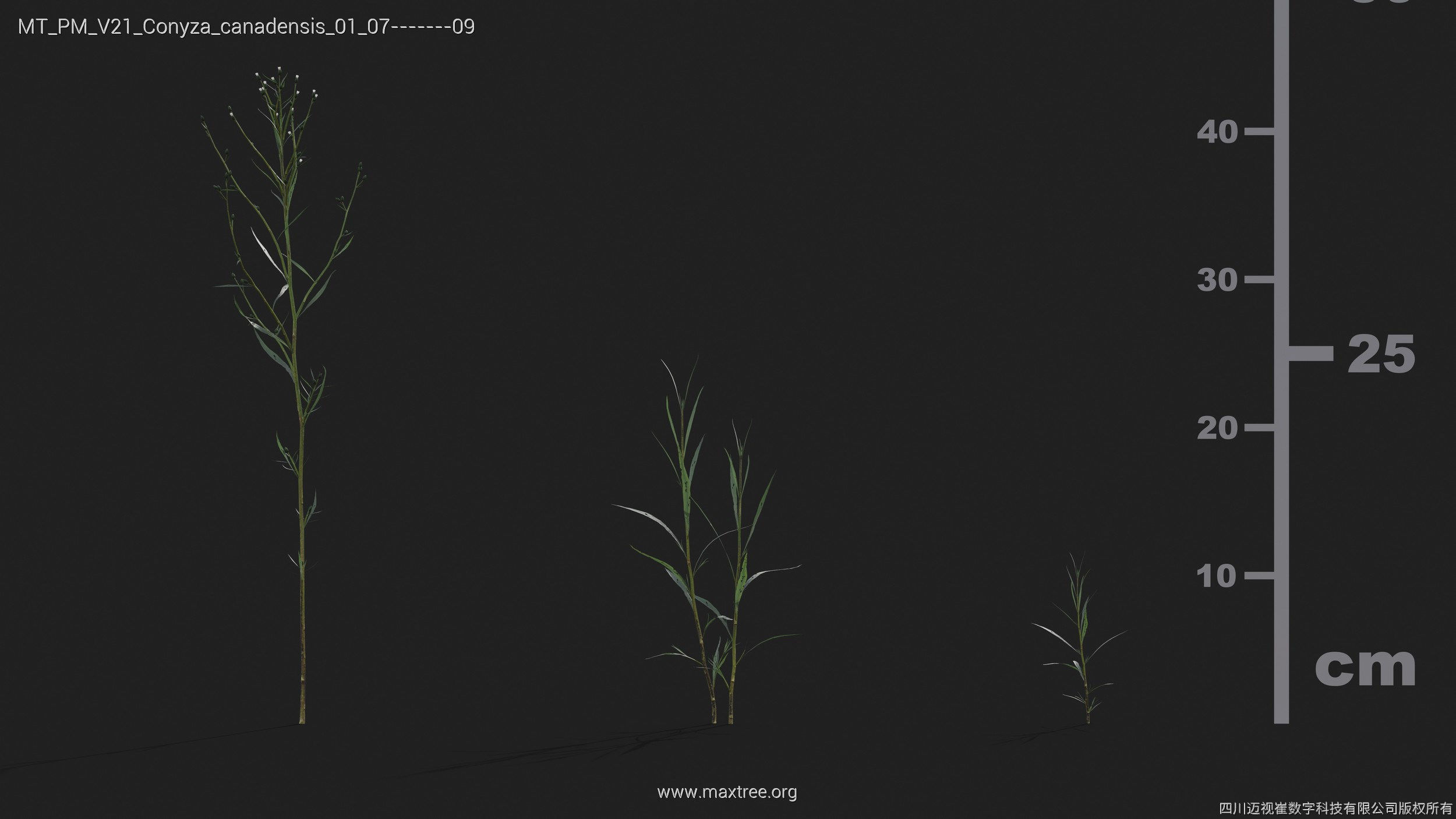 Maxtree Plant Models Vol 21 - Mesh 3D model_12