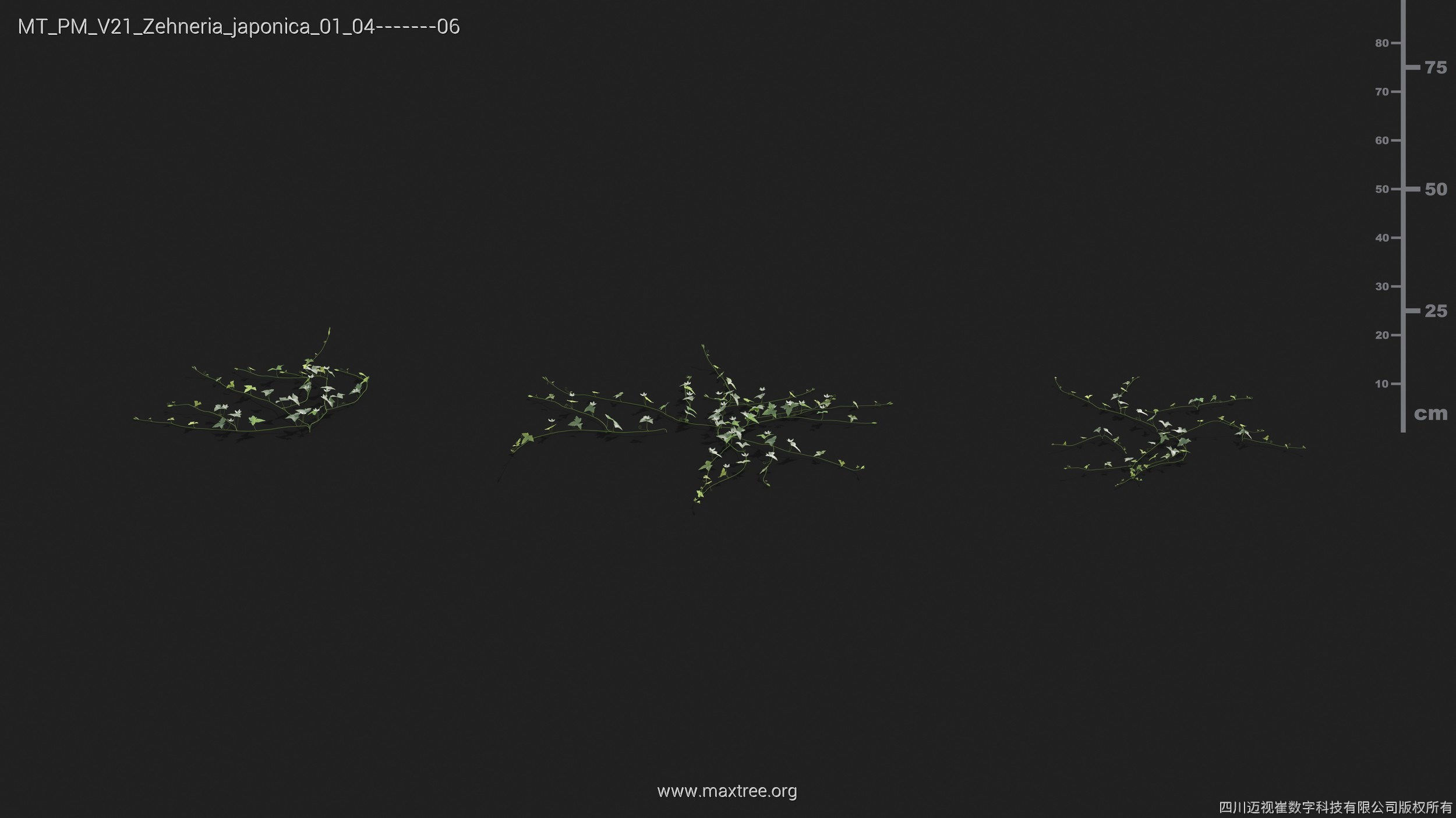 Maxtree Plant Models Vol 21 - Mesh 3D model_45