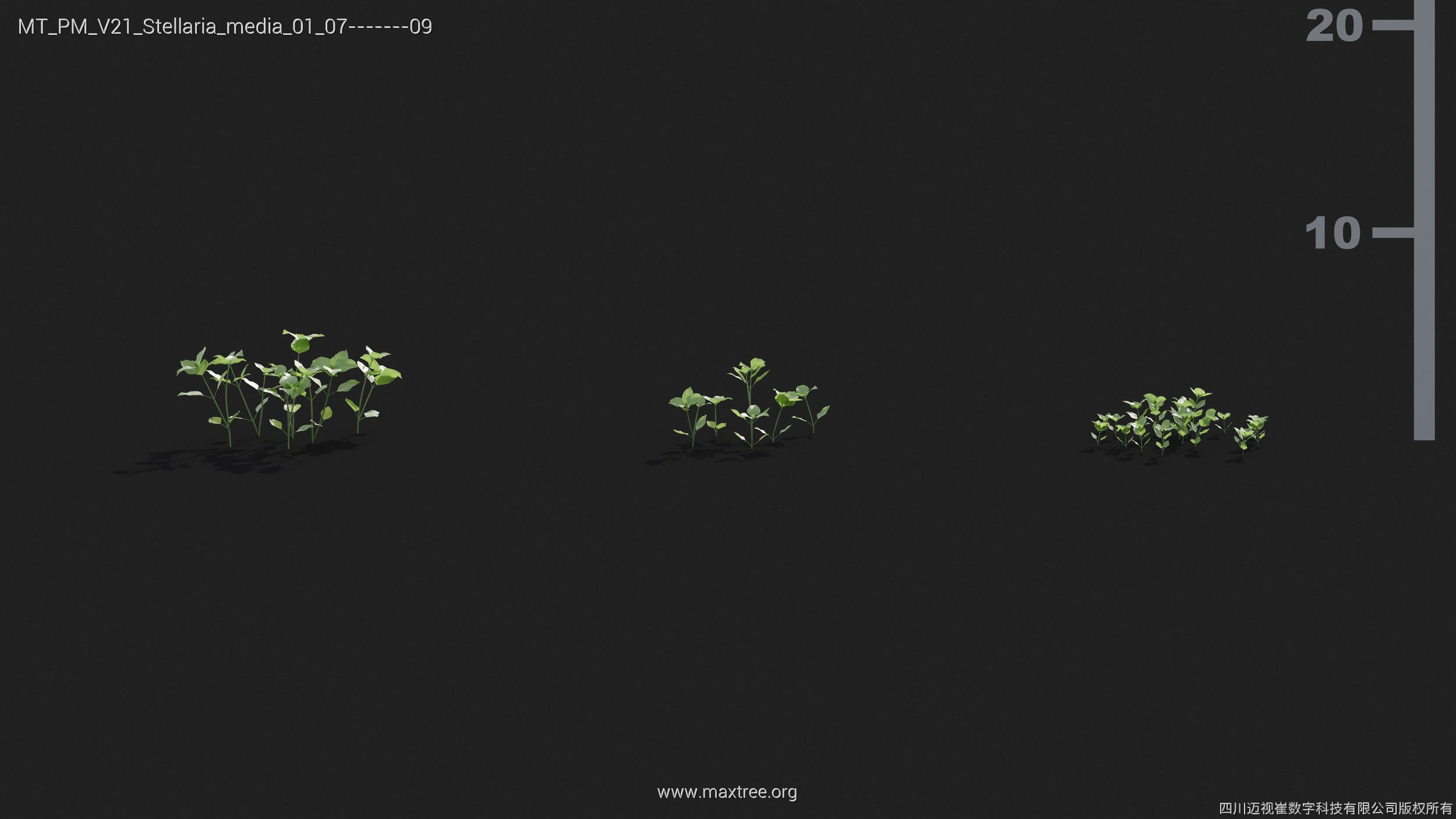 Maxtree Plant Models Vol 21 - Mesh 3D model_40