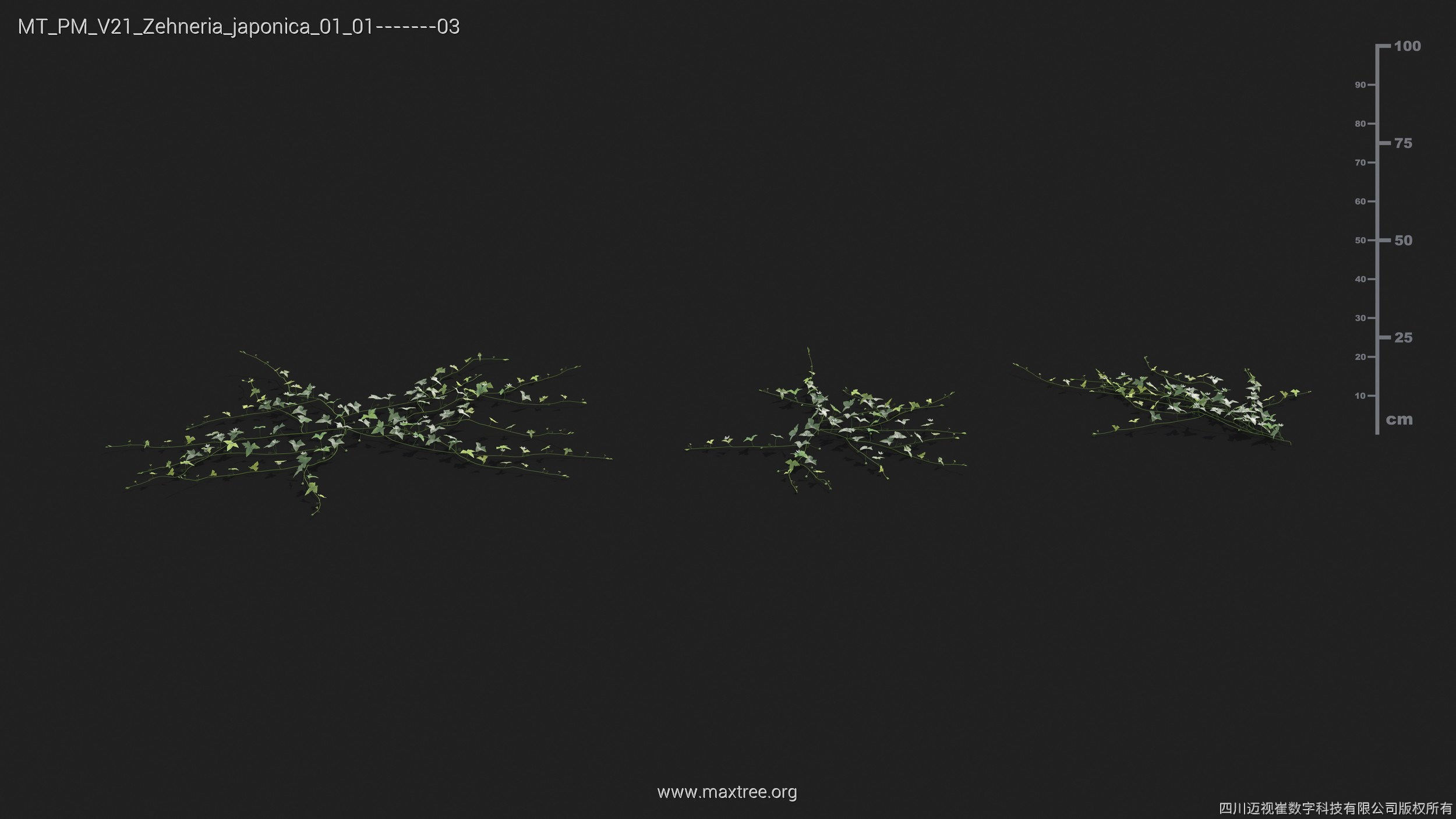 Maxtree Plant Models Vol 21 - Mesh 3D model_44