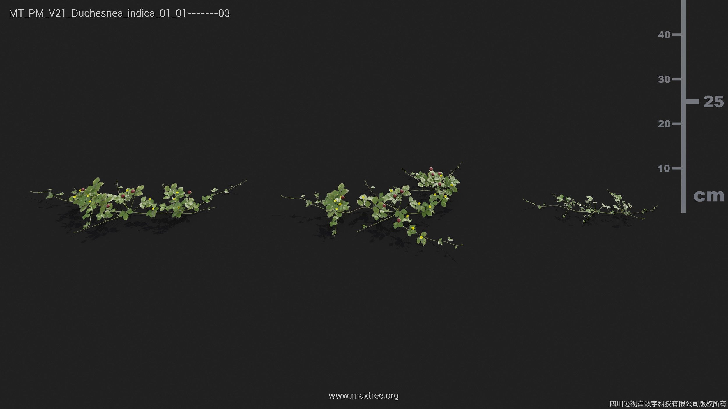 Maxtree Plant Models Vol 21 - Mesh 3D model_17
