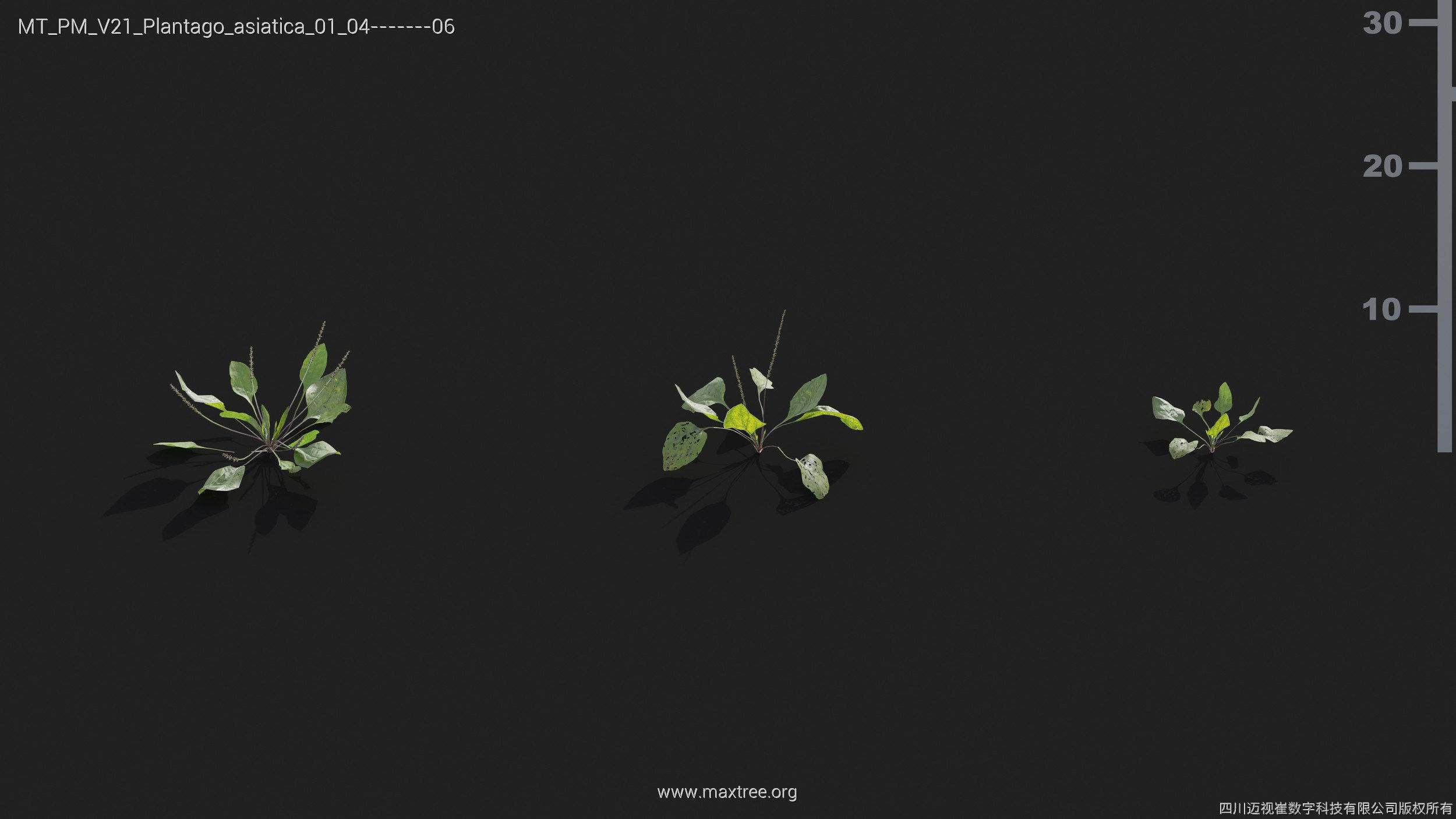 Maxtree Plant Models Vol 21 - Mesh 3D model_30