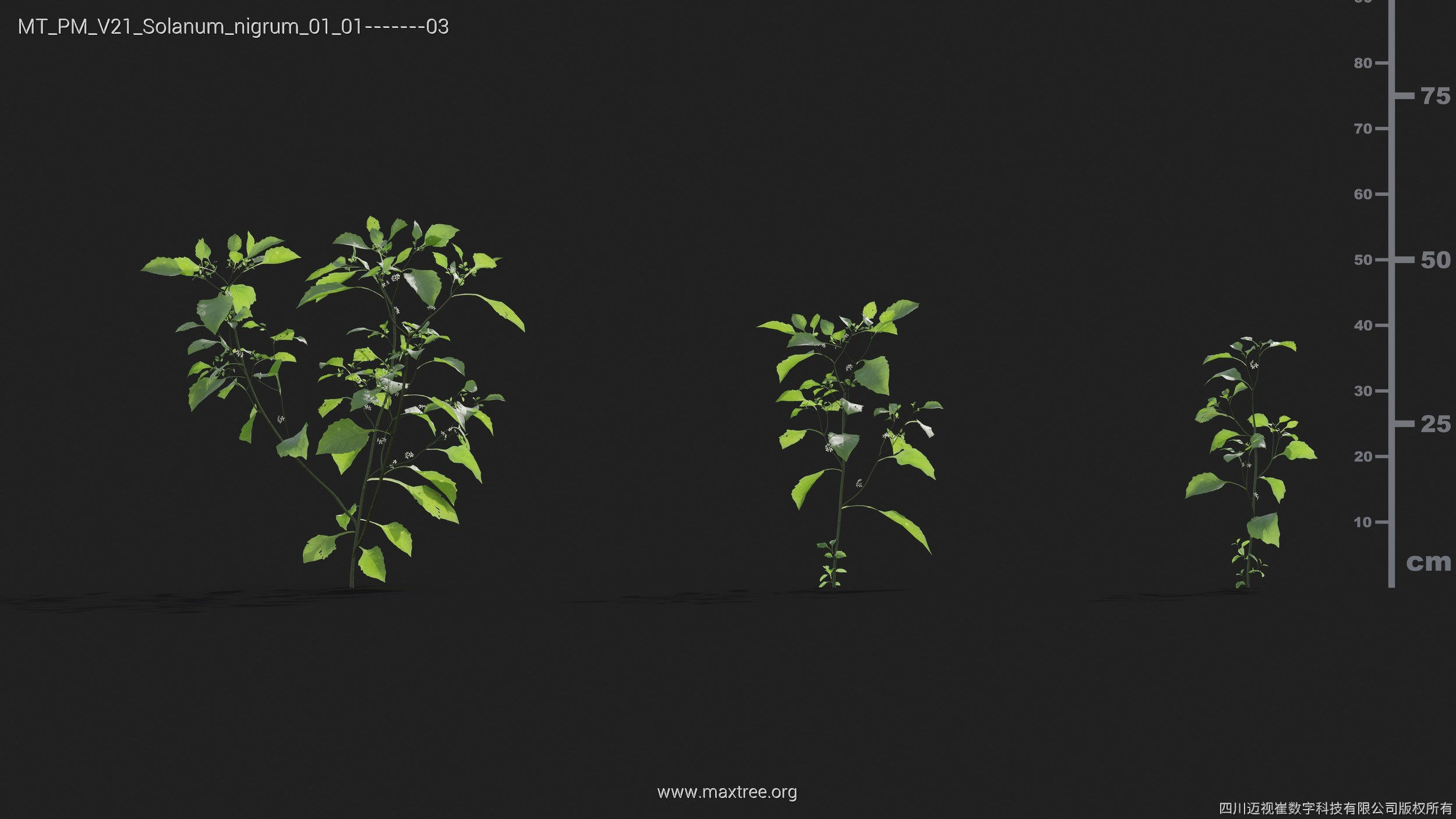 Maxtree Plant Models Vol 21 - Mesh 3D model_35