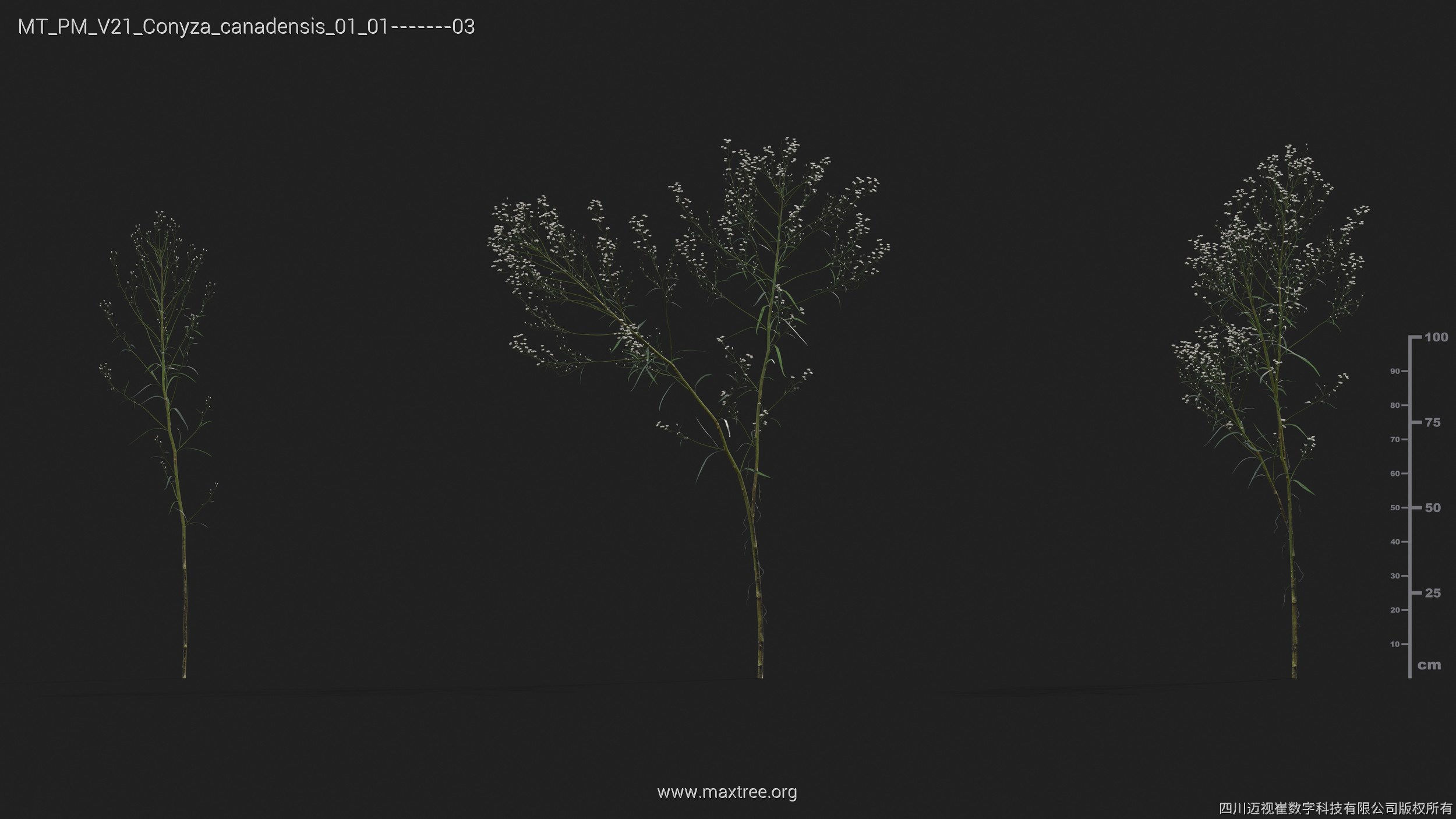 Maxtree Plant Models Vol 21 - Mesh 3D model_10