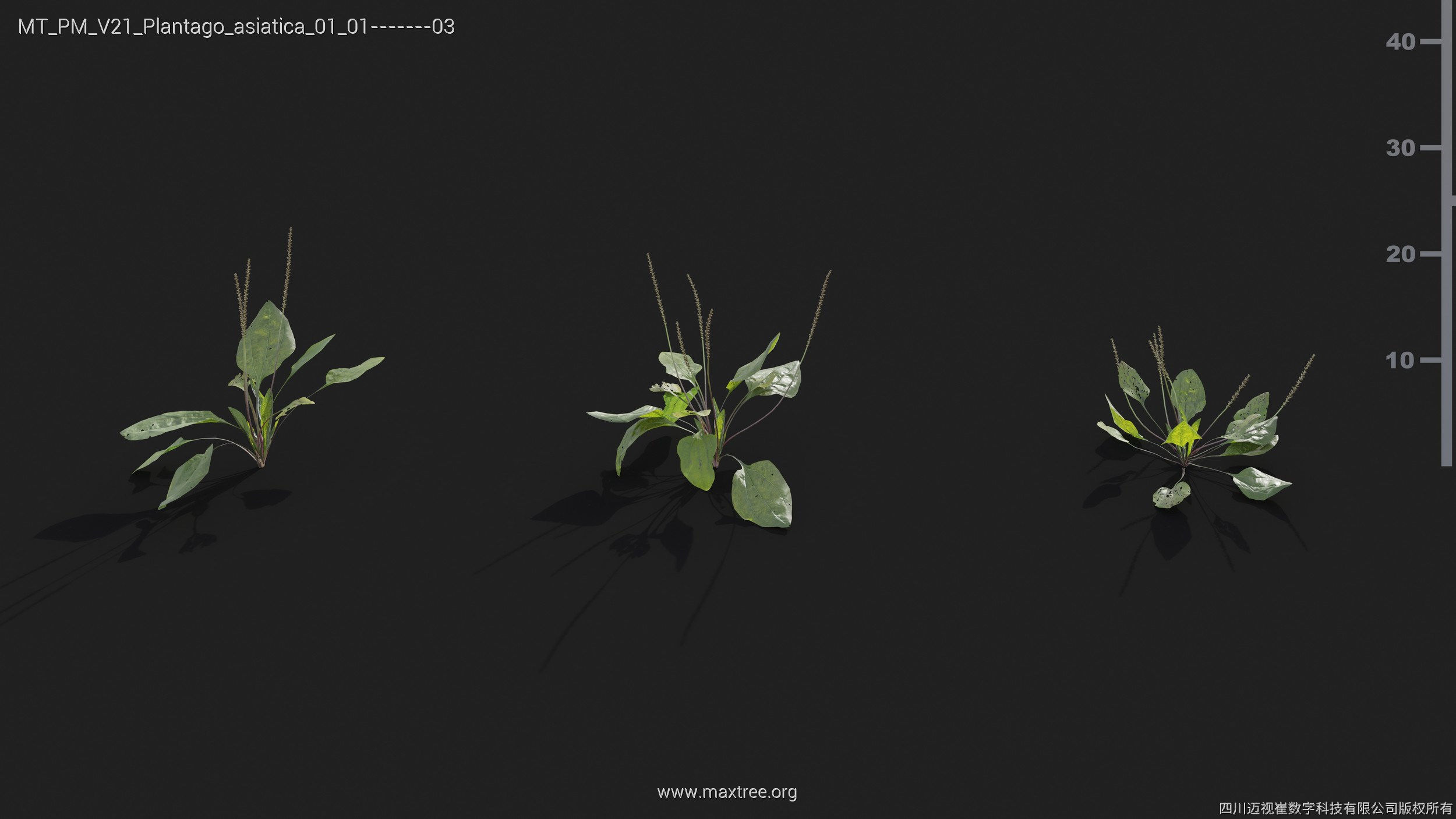 Maxtree Plant Models Vol 21 - Mesh 3D model_29