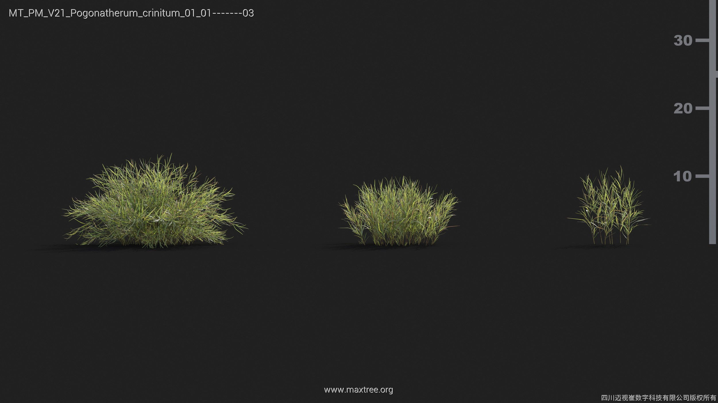 Maxtree Plant Models Vol 21 - Mesh 3D model_32