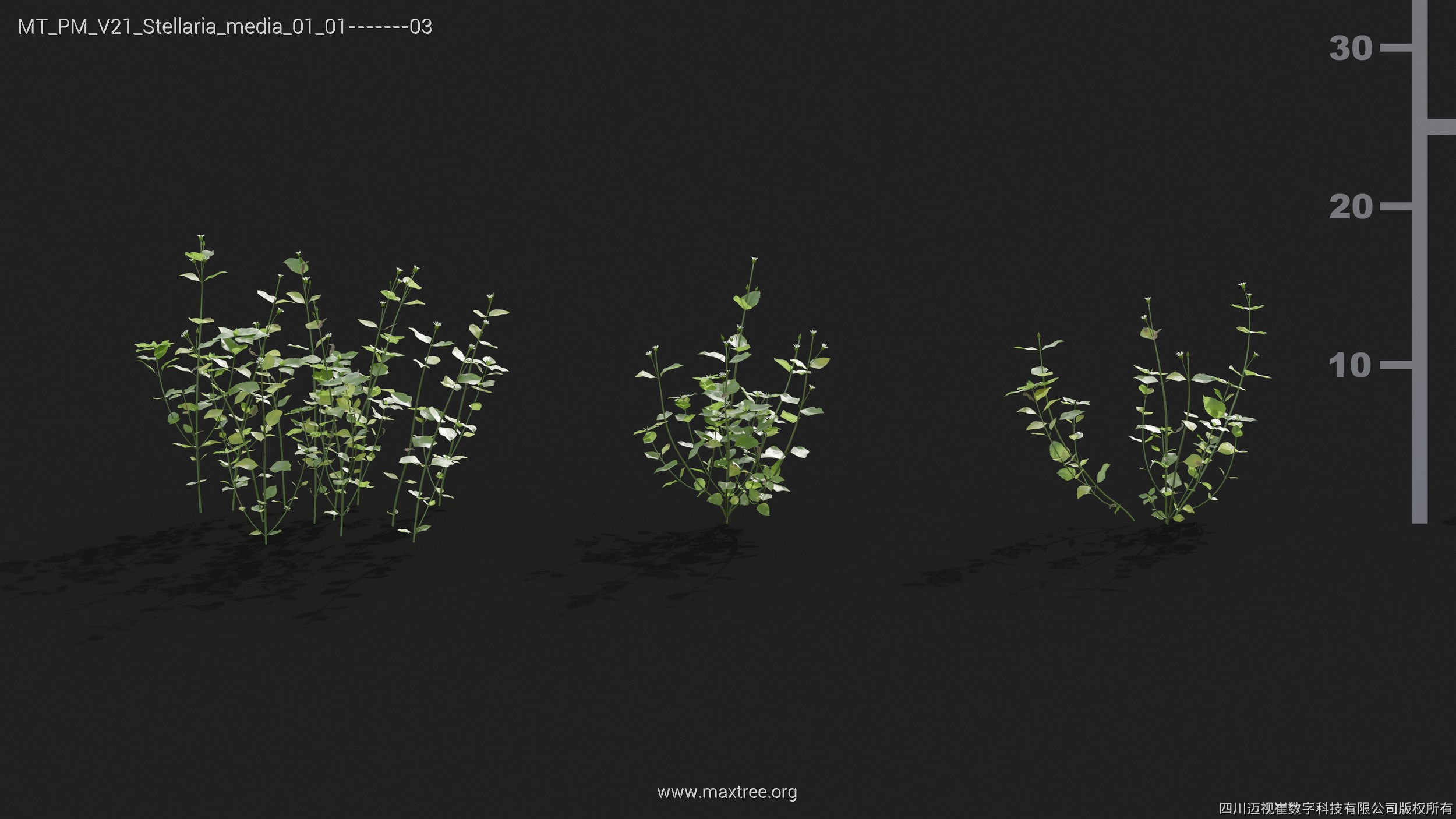 Maxtree Plant Models Vol 21 - Mesh 3D model_38