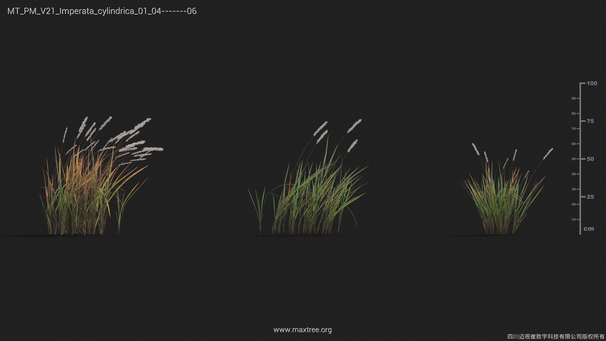 Maxtree Plant Models Vol 21 - Mesh 3D model_21