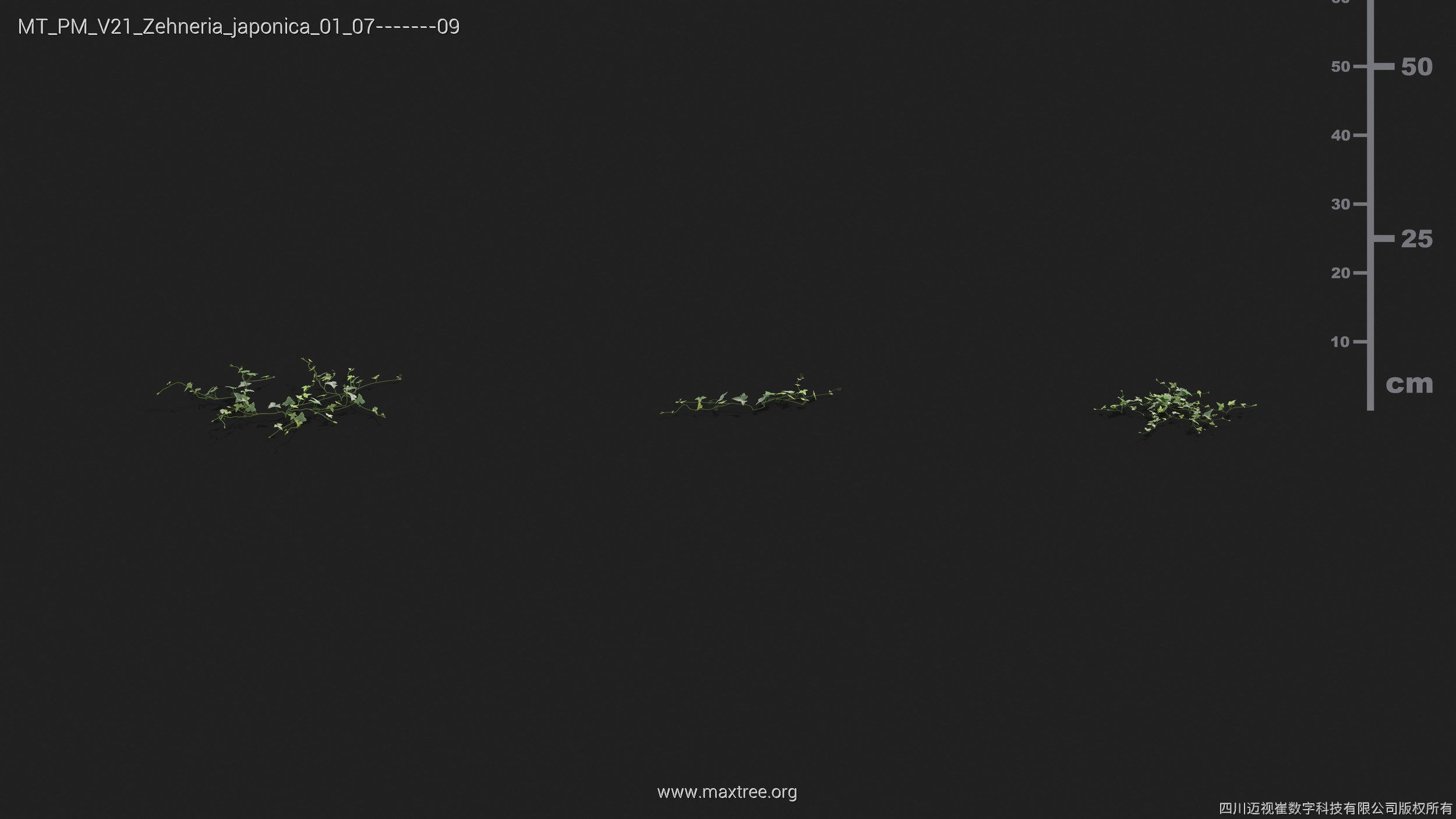 Maxtree Plant Models Vol 21 - Mesh 3D model_46