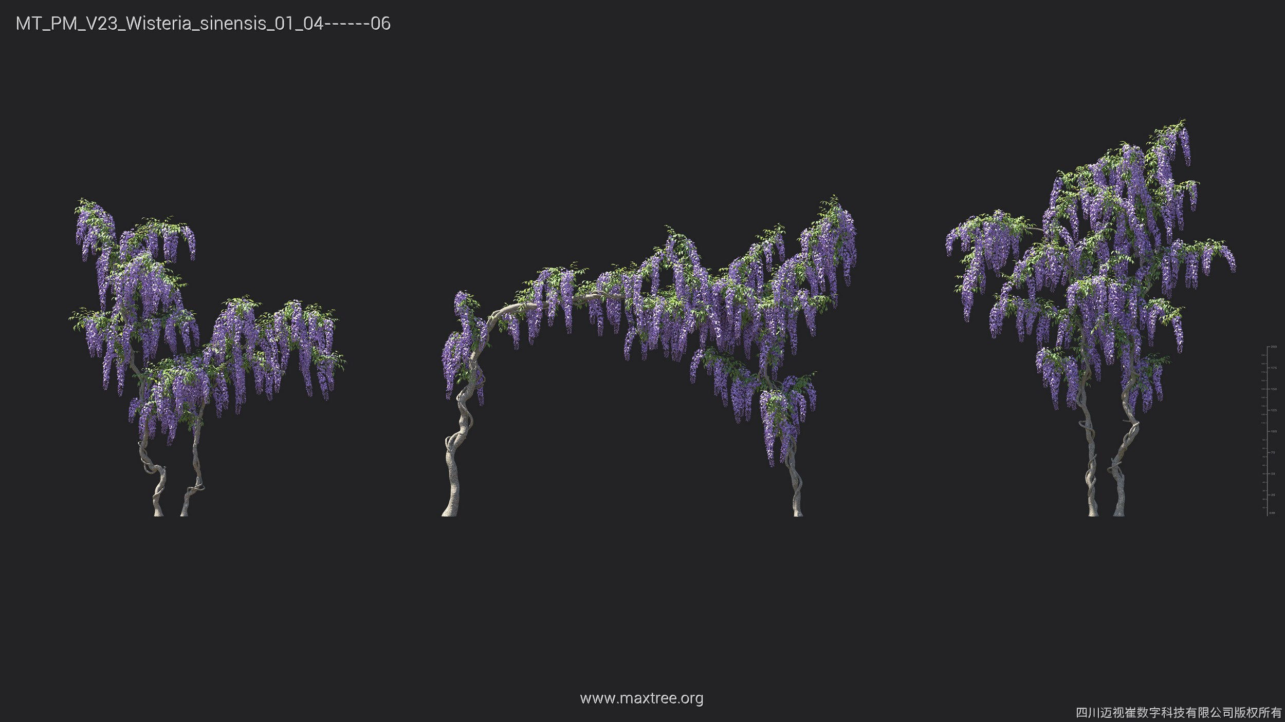 Maxtree Plant Models Vol 23 - Mesh 3D model_27