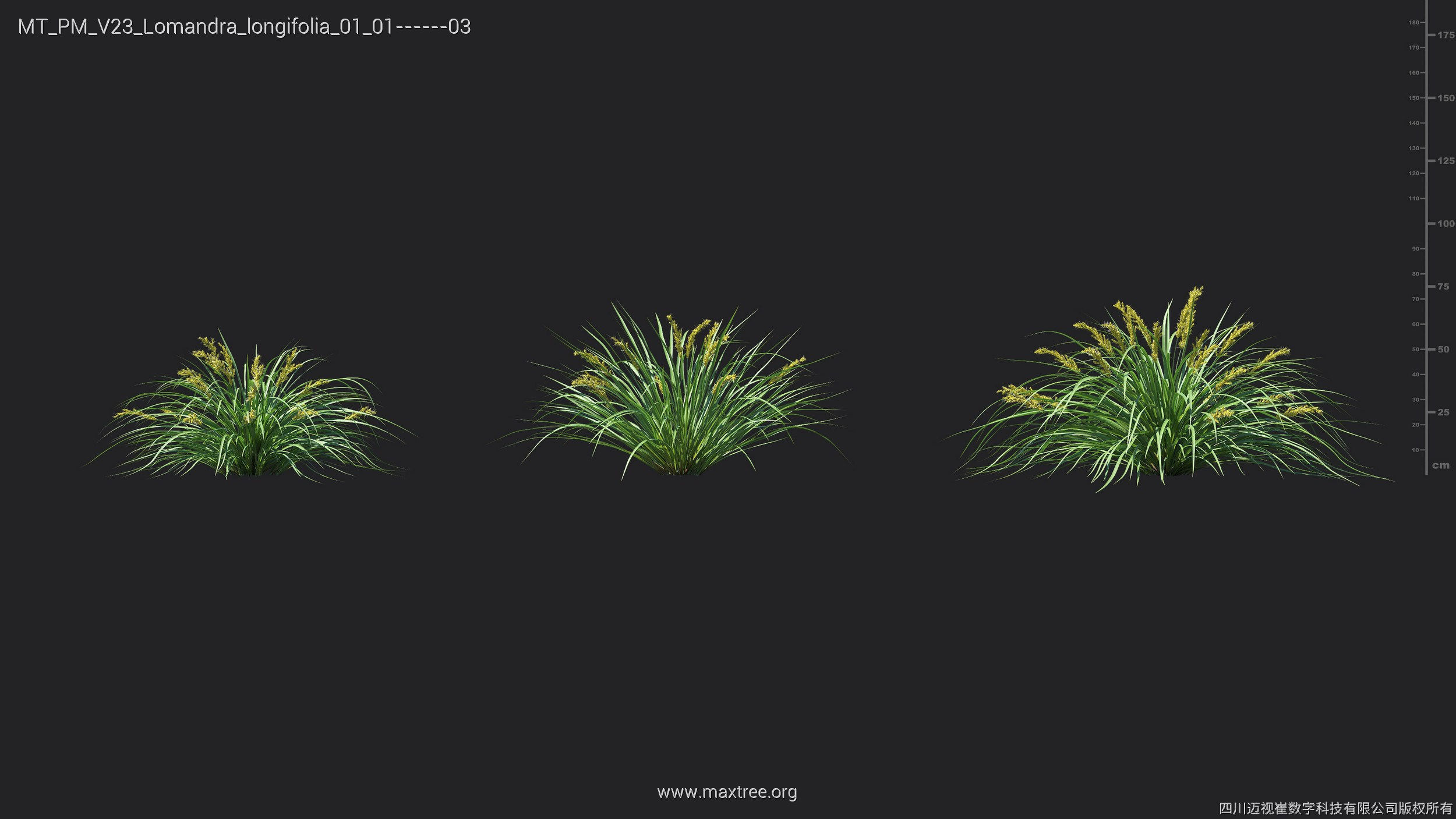 Maxtree Plant Models Vol 23 - Mesh 3D model_15