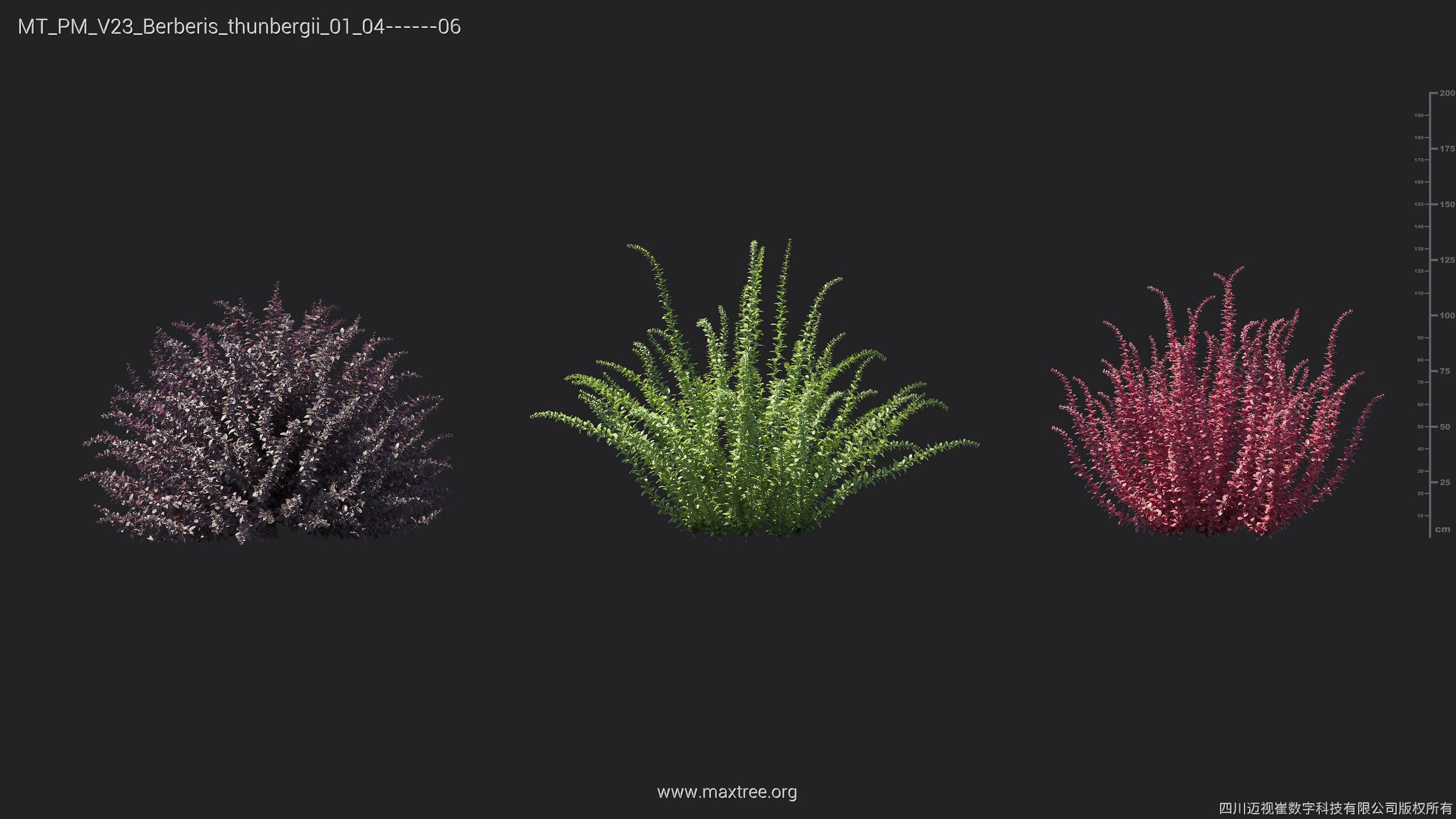 Maxtree Plant Models Vol 23 - Mesh 3D model_10