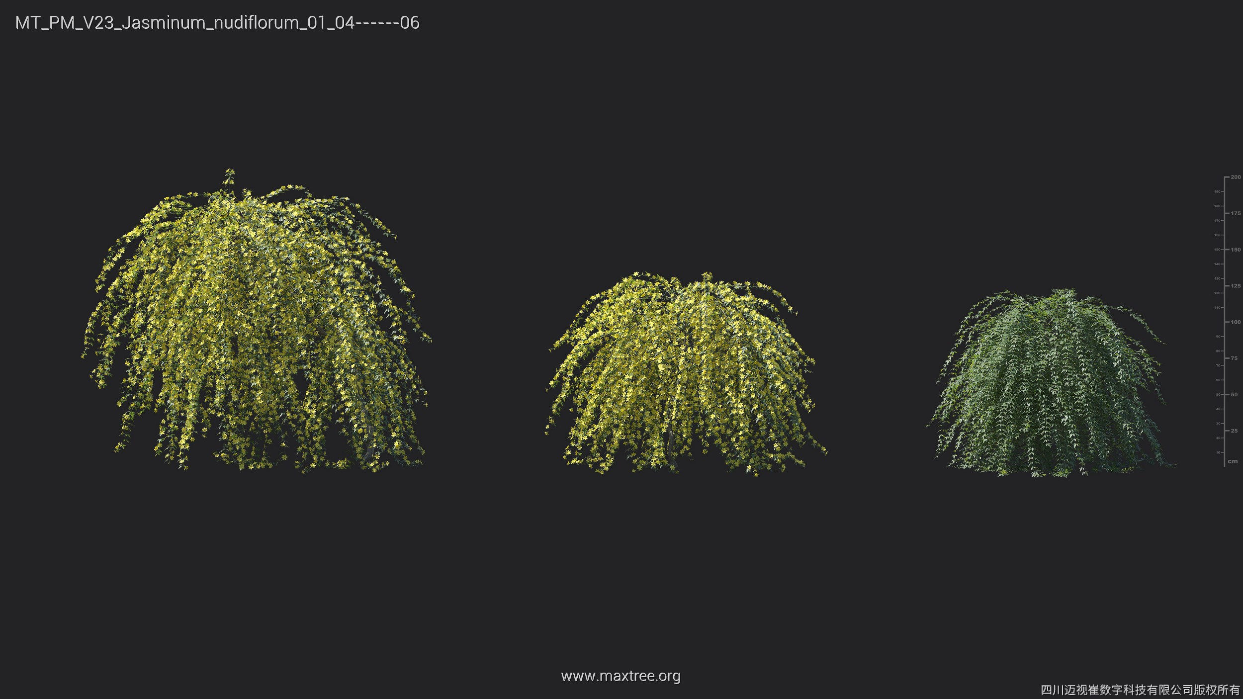 Maxtree Plant Models Vol 23 - Mesh 3D model_26