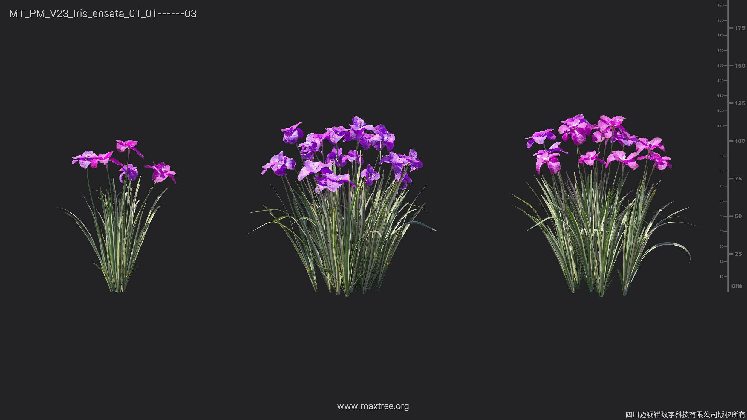 Maxtree Plant Models Vol 23 - Mesh 3D model_23