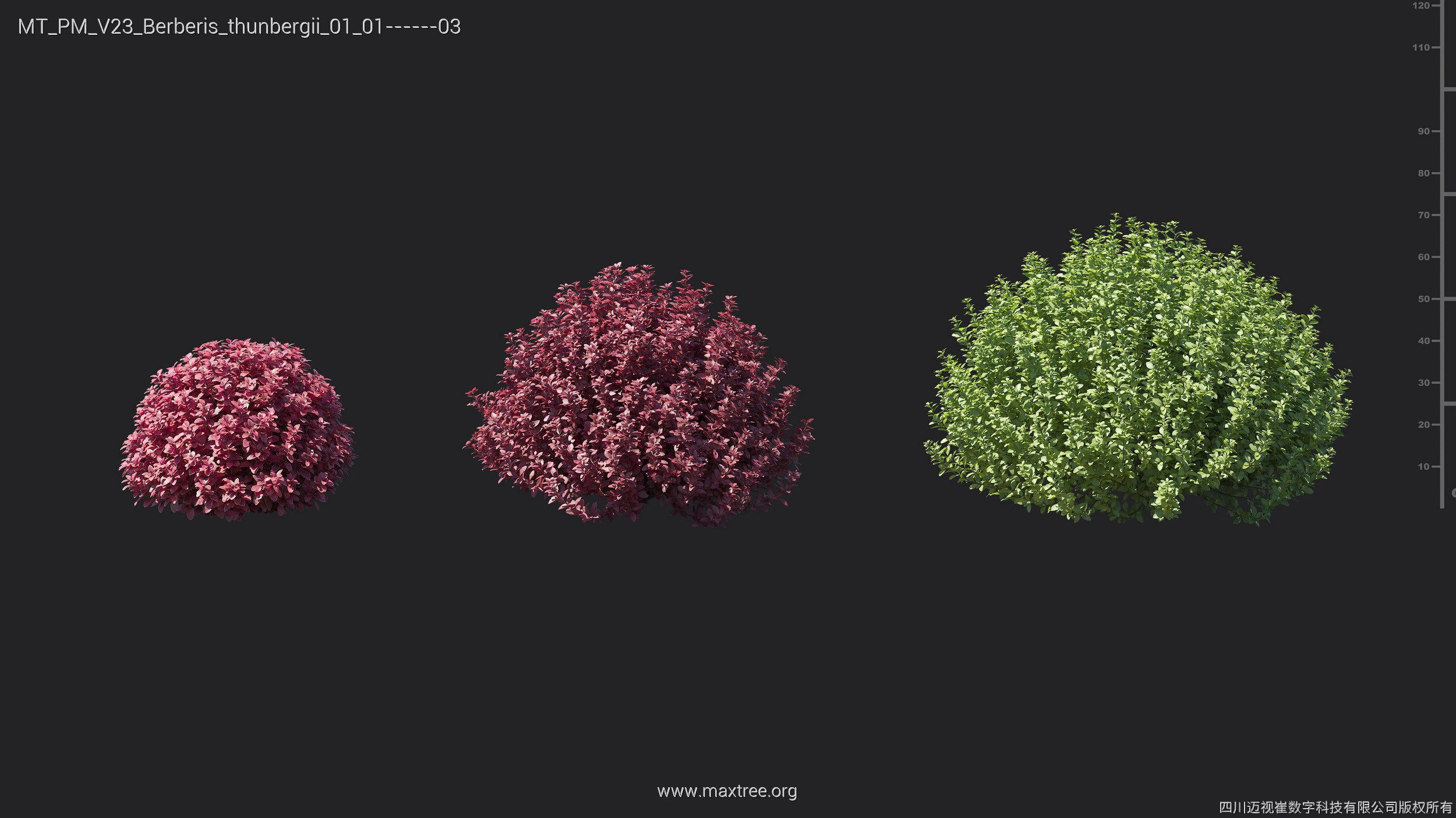 Maxtree Plant Models Vol 23 - Mesh 3D model_11