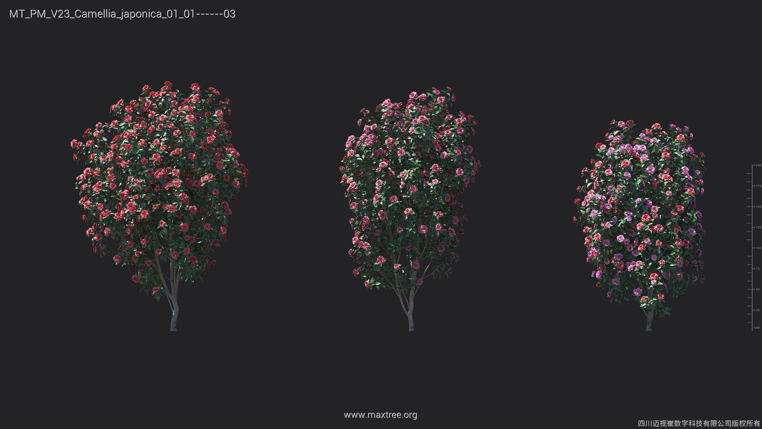 Maxtree Plant Models Vol 23 - Mesh 3D model_22
