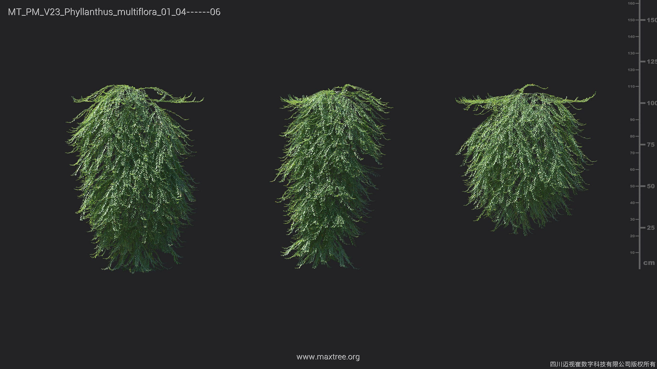 Maxtree Plant Models Vol 23 - Mesh 3D model_5