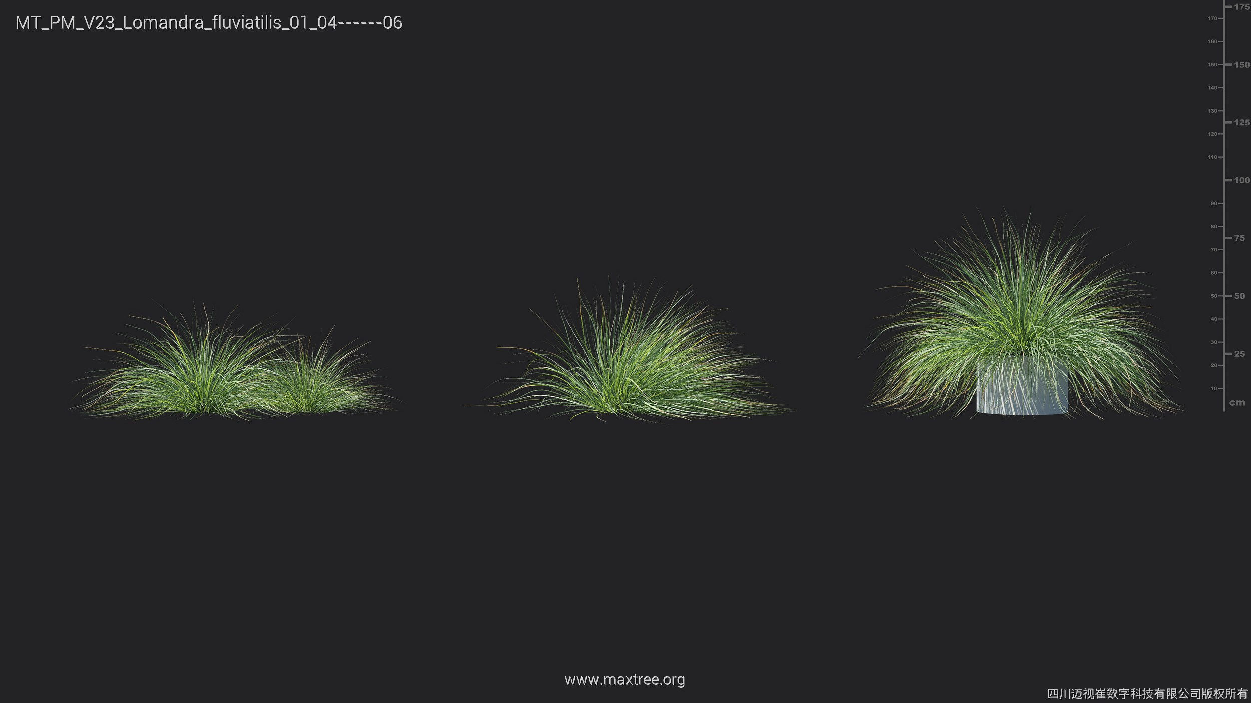 Maxtree Plant Models Vol 23 - Mesh 3D model_12